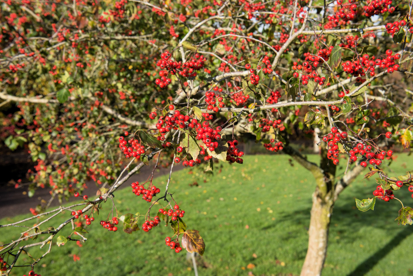 50 WASHINGTON HAWTHORN Crataegus Phaenopyrum Mayflower Shrub Tree Edible Fruit & White Flowers Seeds