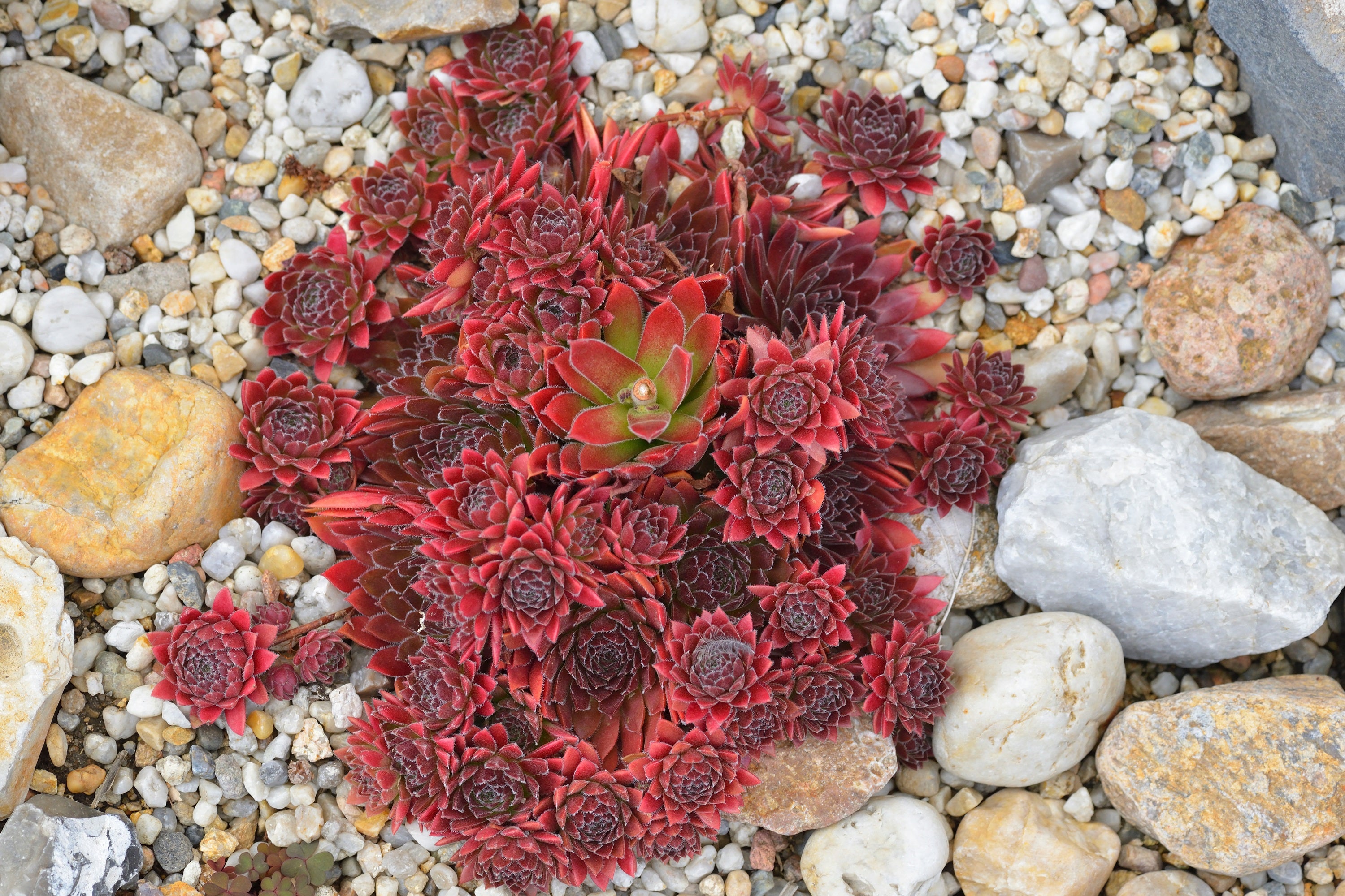Seedville Hens & Chicks Succulent Seeds