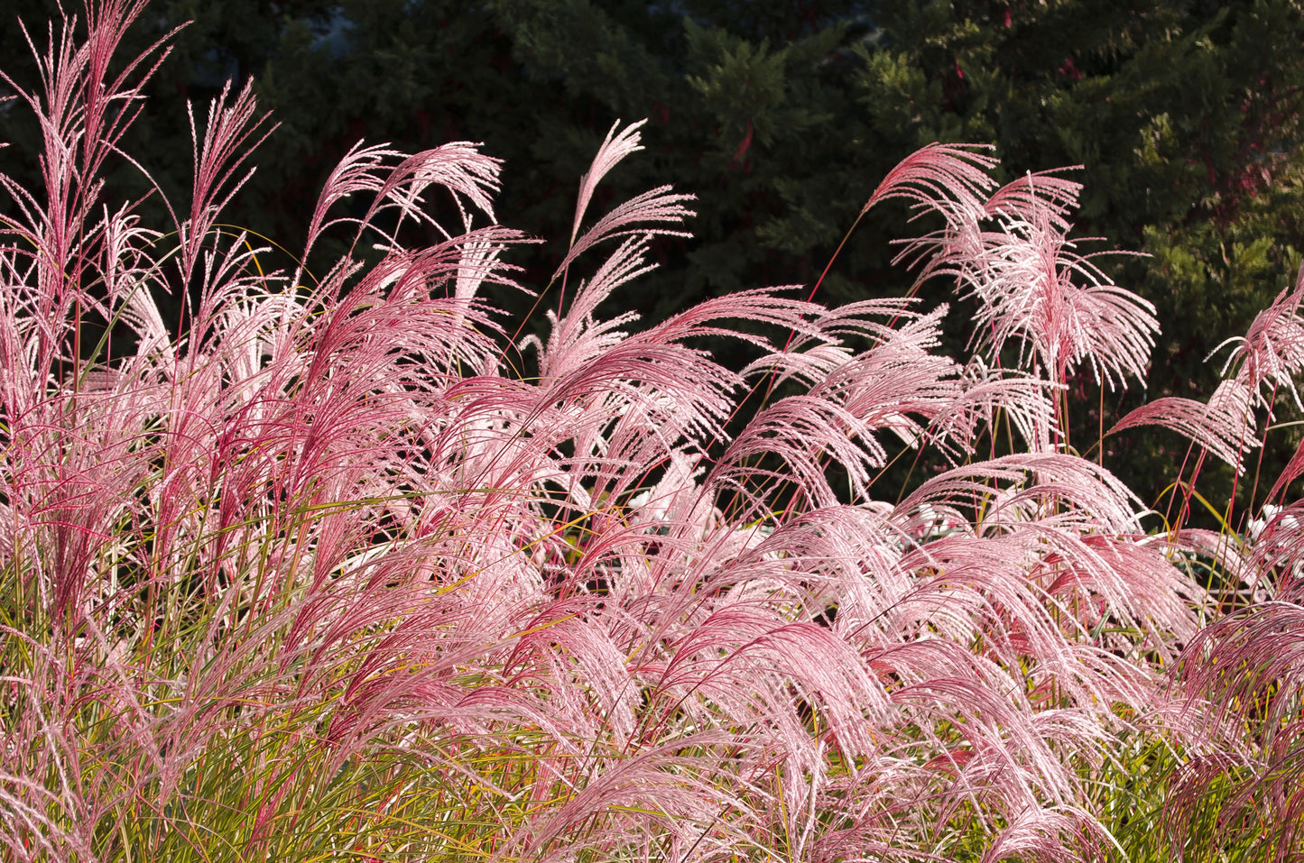 10 RED MAIDEN GRASS Miscanthus Sinensis Plumes Ornamental Flower Seeds