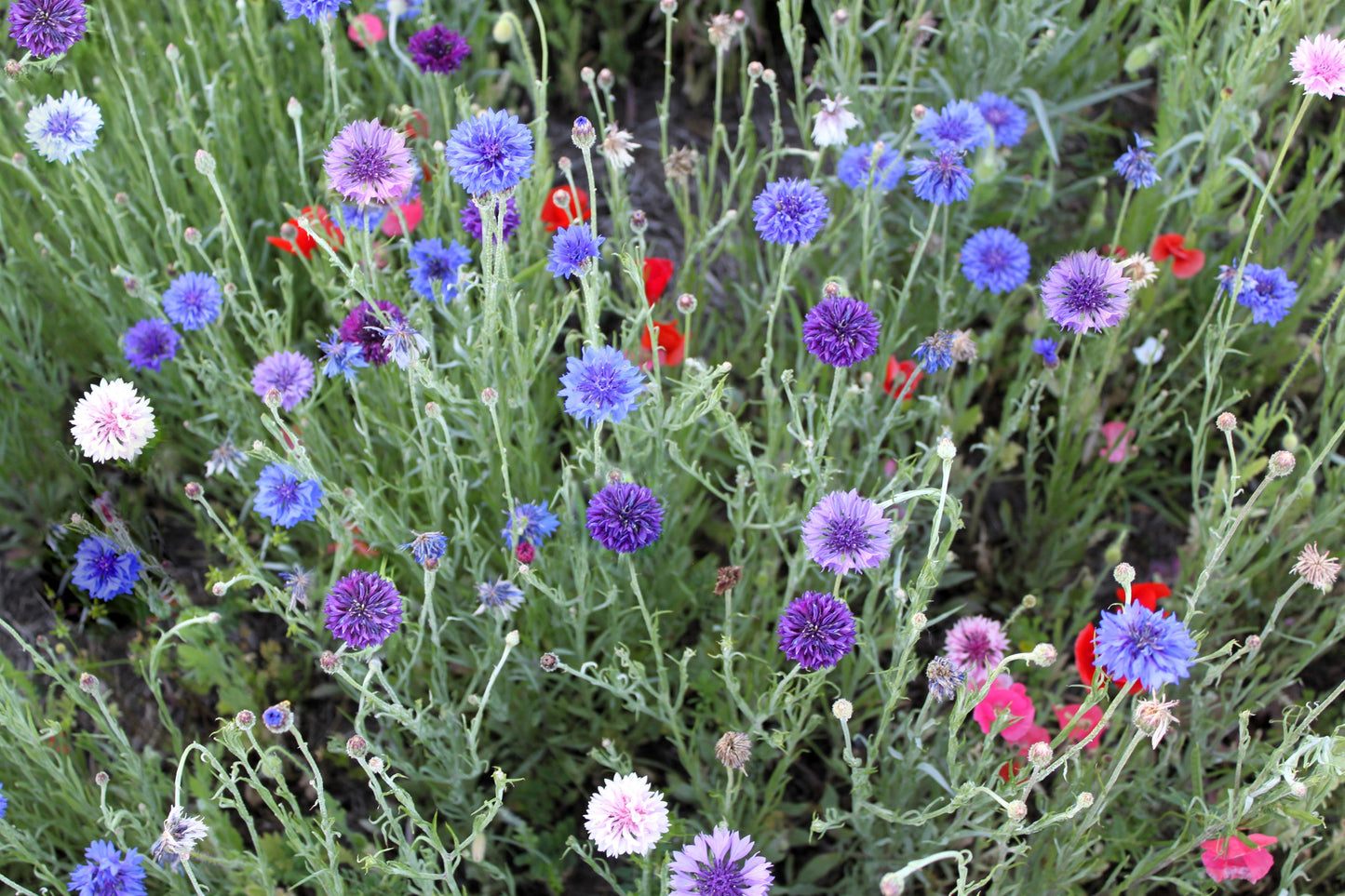 1000 Mixed BACHELORS BUTTON CORNFLOWER Centaurea Seeds