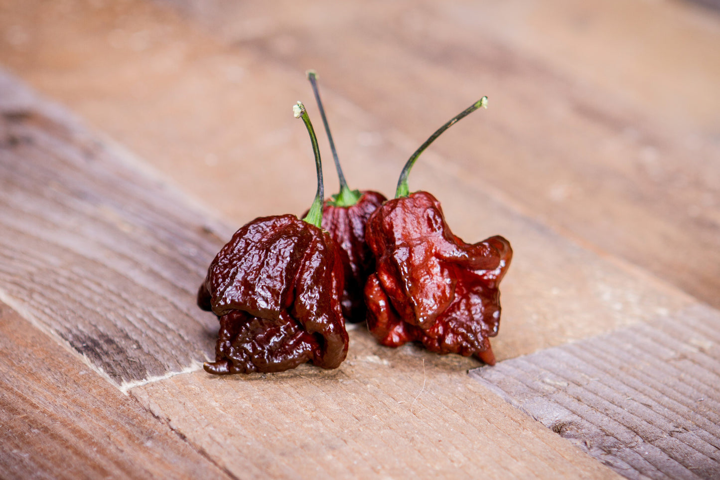 10 Chocolate CAROLINA REAPER PEPPER World's Hottest Capsicum Chinense Hot Brown Chili Vegetable Seeds