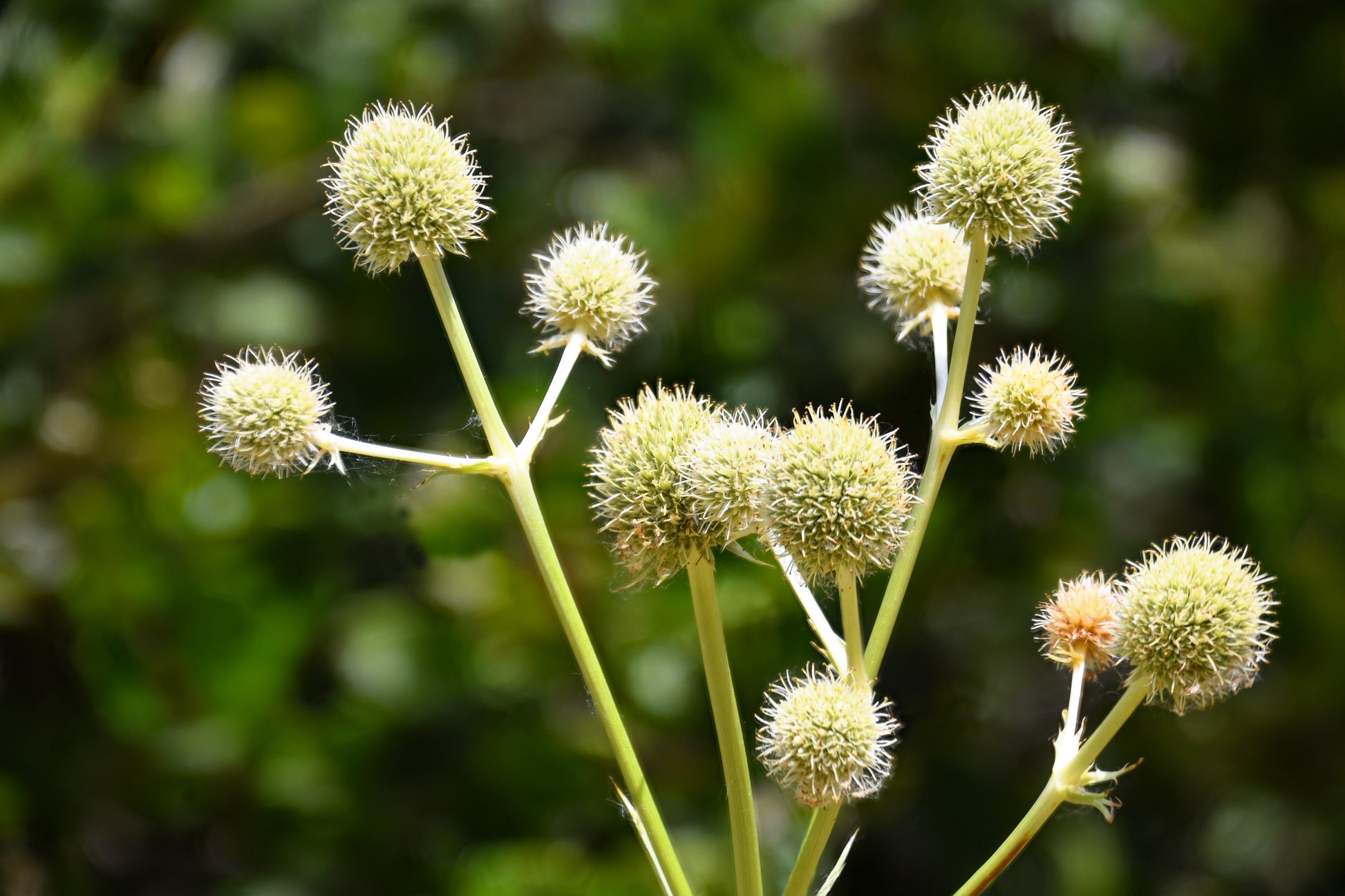 snake master plant 200 RATTLESNAKE MASTER / Button Snakeroot Eryngium Yuccifolium Flower – Seedville USA
