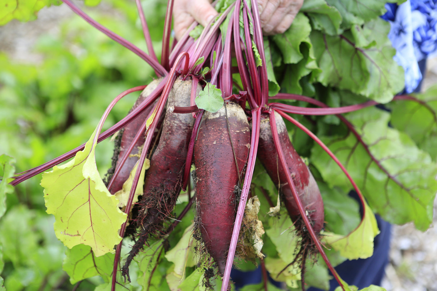 250 CYLINDRA BEET Beta Vulgaris Vegetable Seeds