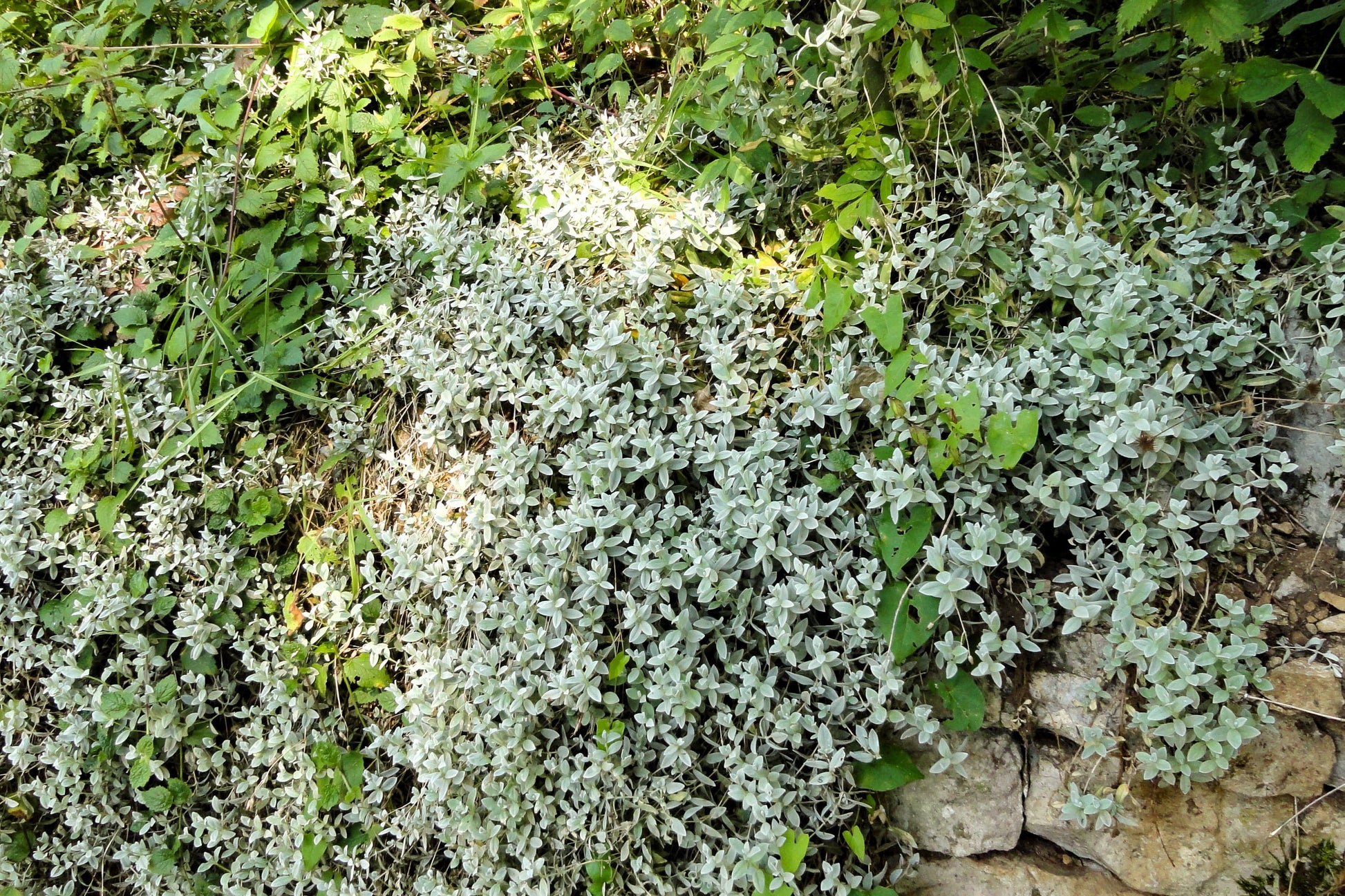 snow in summer flower seeds 1500 SNOW IN SUMMER (Chickweed) Cerastium Biebersteinii Flower Seeds – Seedville USA