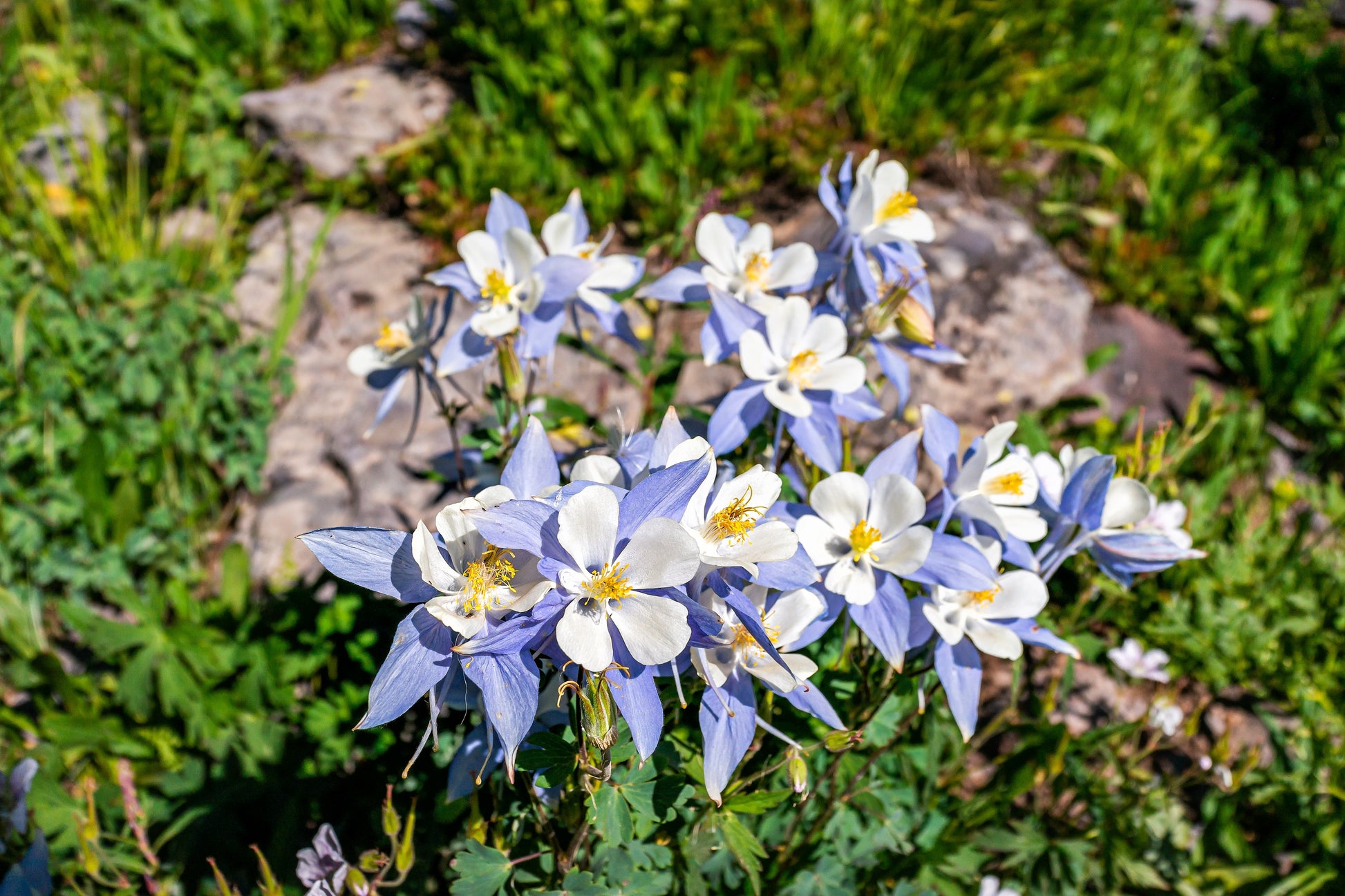 colorado columbine flower seeds 50 Blue ROCKY MOUNTAIN COLUMBINE Aquilegia Caerulea Flower Seeds – Seedville USA