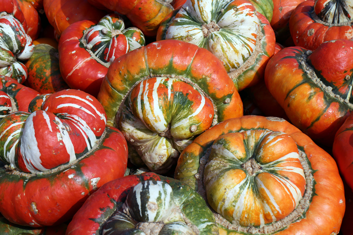 10 American TURKS TURBAN SQUASH Gourd Cucurbita Maxima Vine Seeds