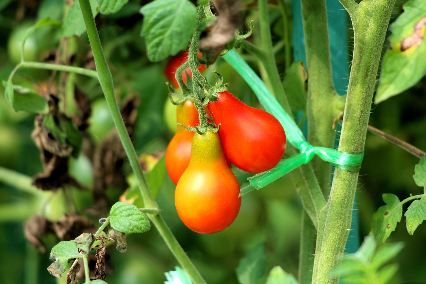 100 RED PEAR TOMATO Lycopersicon Heirloom Indeterminate Fruit Vegetable Seeds