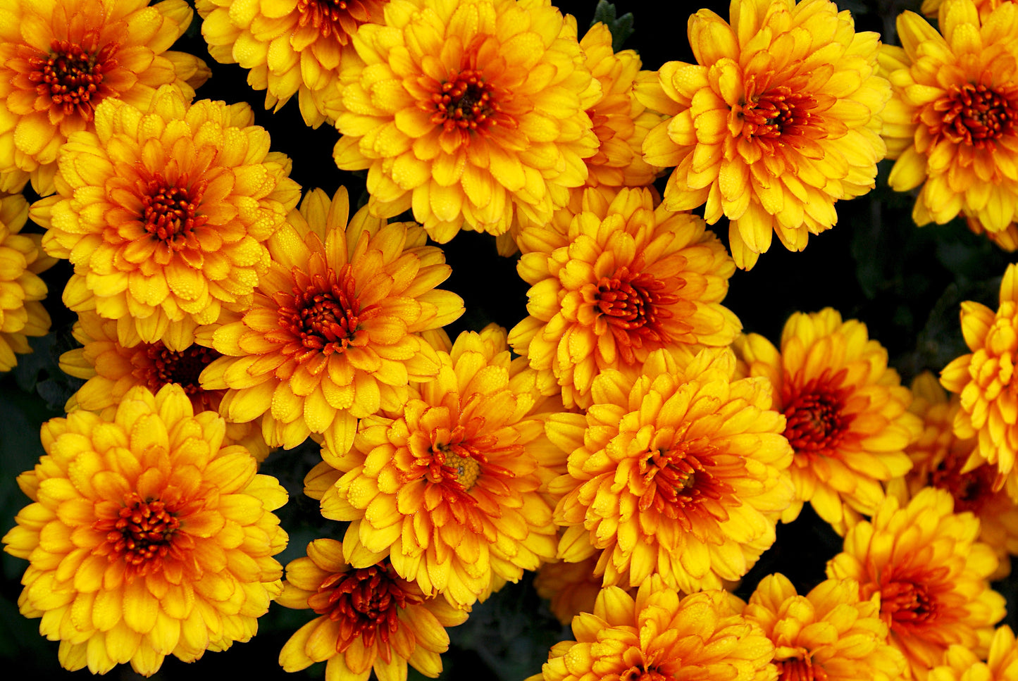 100 Tricolor DOUBLE PAINTED DAISY Chrysanthemum Carinatum Tanacetum Dunetti Mixed Colors Flower Seeds