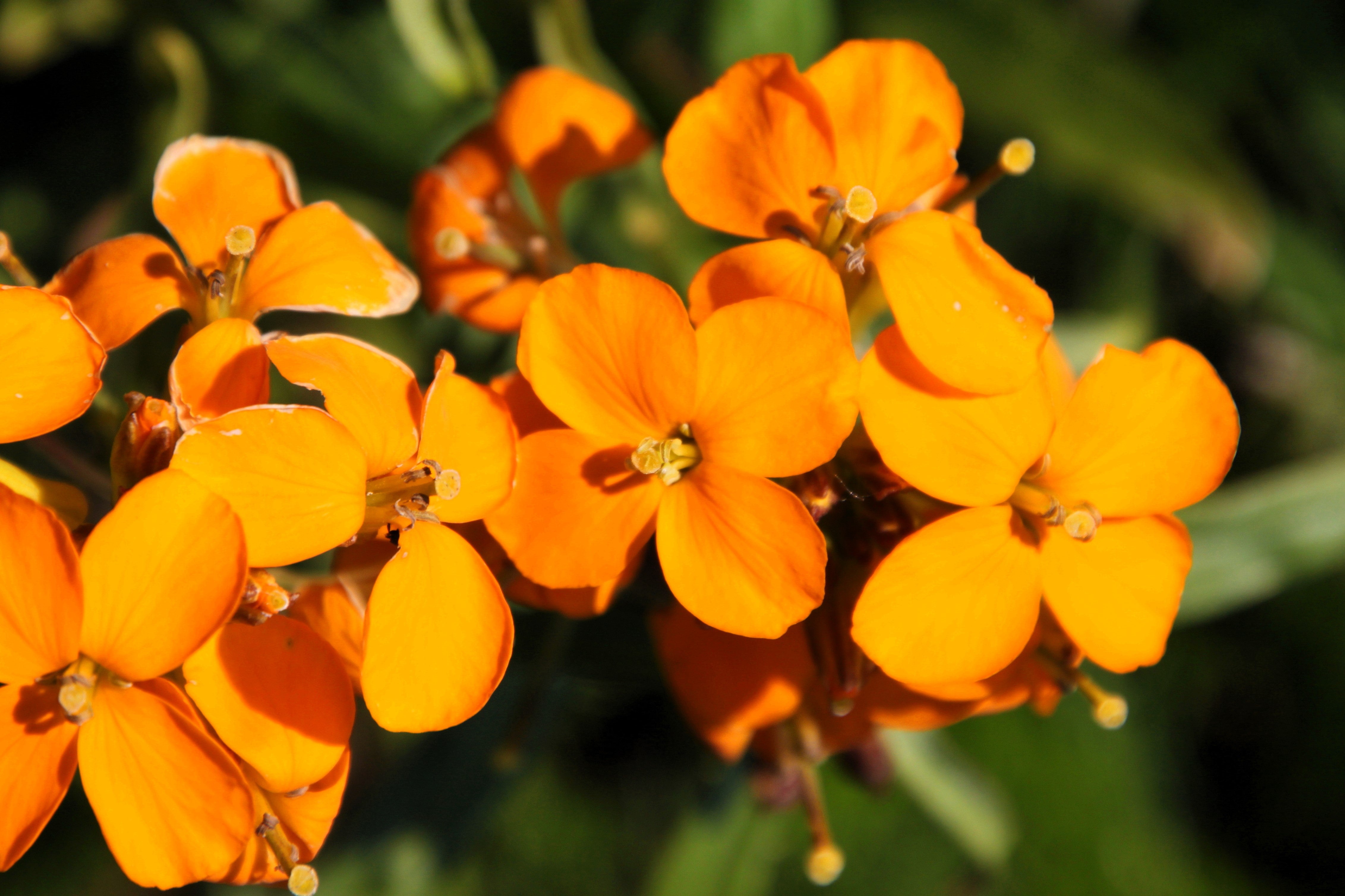 500 SIBERIAN WALLFLOWER Erysimum Cheiranthus Allionii Orange