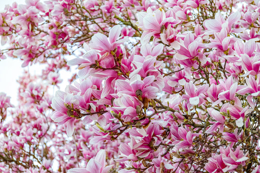 5 SAUCER MAGNOLIA x Soulangeana Denudata & Liliiflora 5 - 10" Pink & White Flower Tulip Tree Seeds