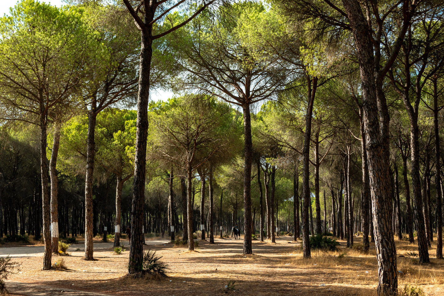 5 Pine Nut ITALIAN STONE PINE Pinus Pinea Umbrella Tree Seeds