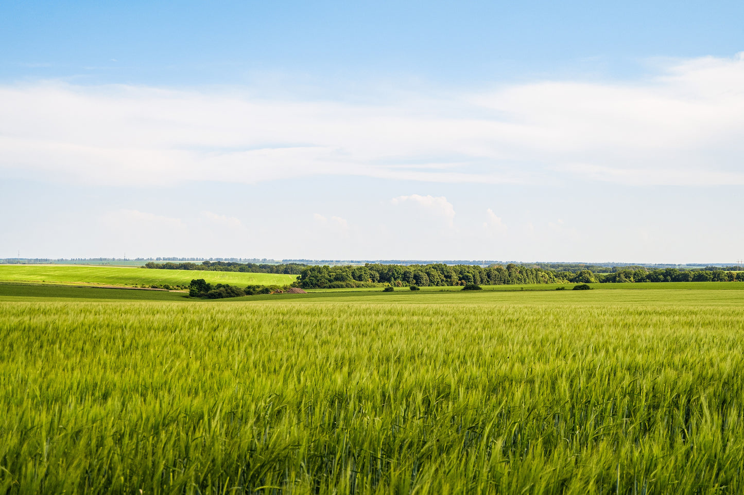 300 Wrens Abruzzi WINTER RYE Secale Cereale Grain Cover Crop Seeds
