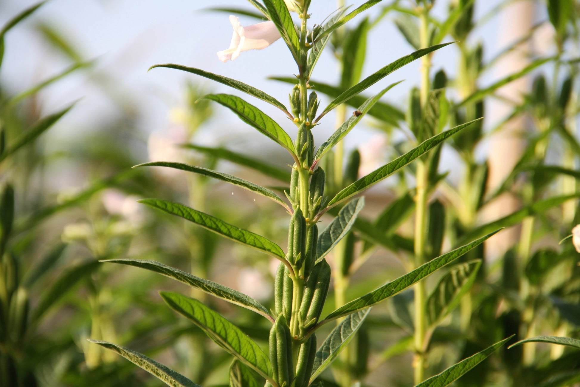 picture of a sesame seed plant 1500 Organic SESAME SEED Sesamum Indicum White Flower Vegetable Bread – Seedville USA