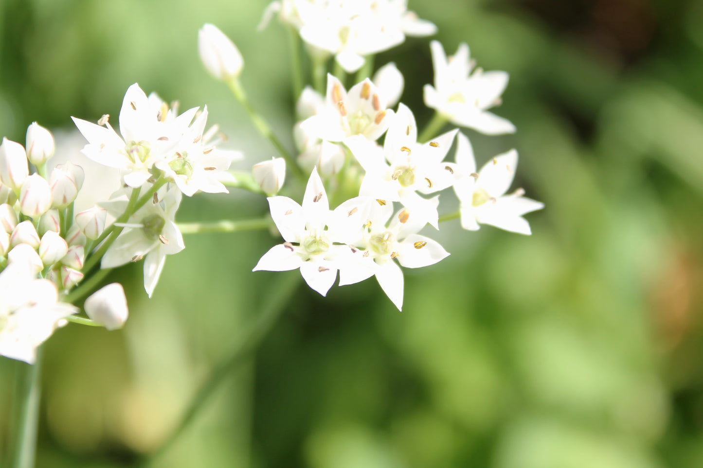 20 RAMP / WILD LEEK Allium Tricoccum Ramps Vegetable Herb White Shade Flower Seeds