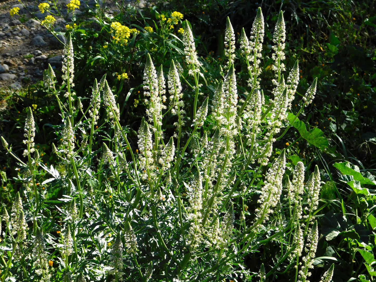 200 WHITE MIGNONETTE Reseda Alba Very FRAGRANT Flower Seeds