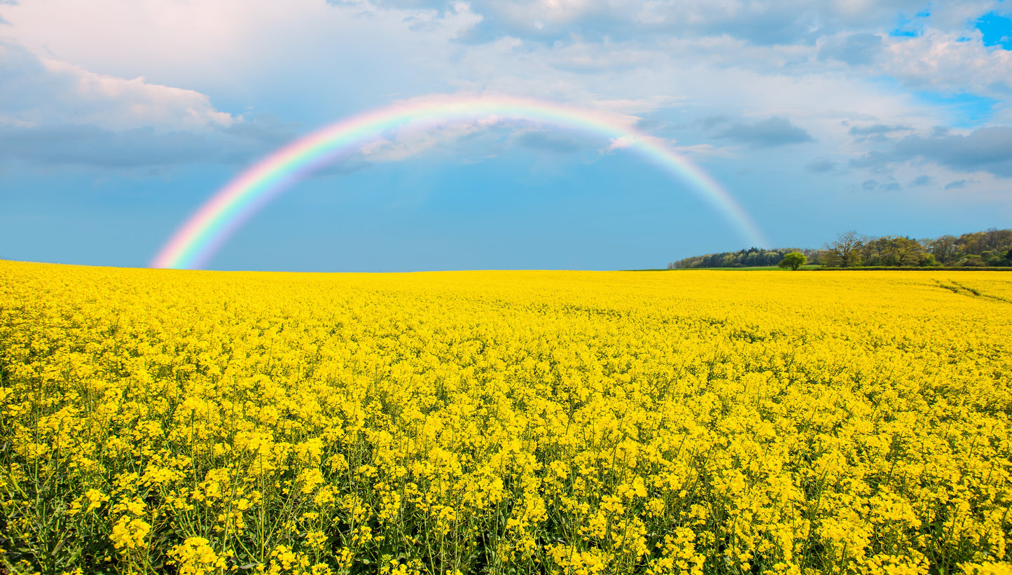 500 OLD FASHIONED MUSTARD Ragged Edge Brassica Juncea Vegetable Seeds