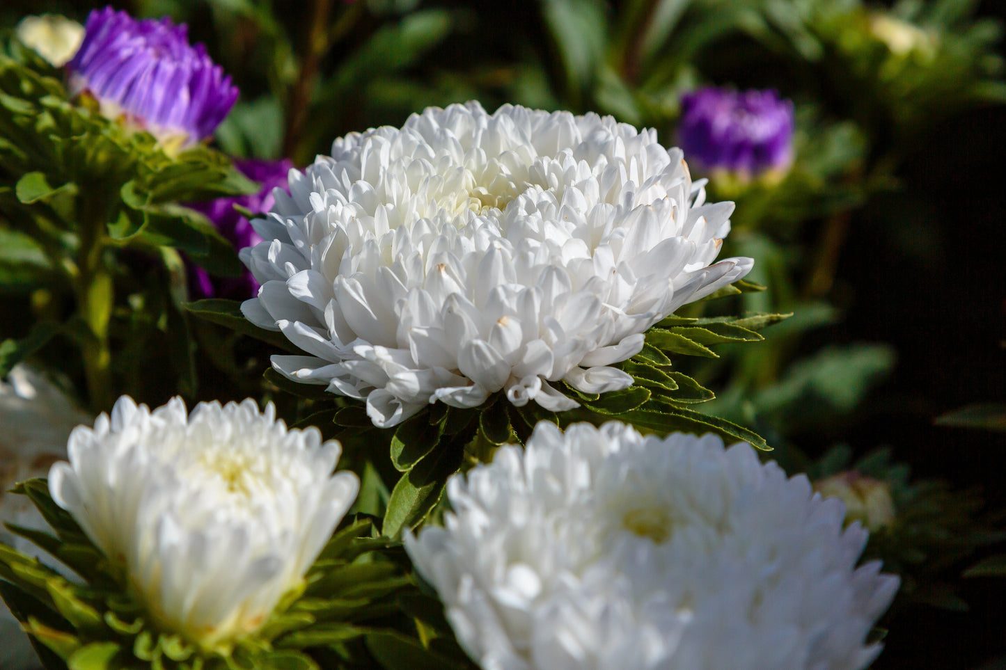 30 Duchess WHITE PAEONY ASTER French Peony Callistephus Double Flower Seeds