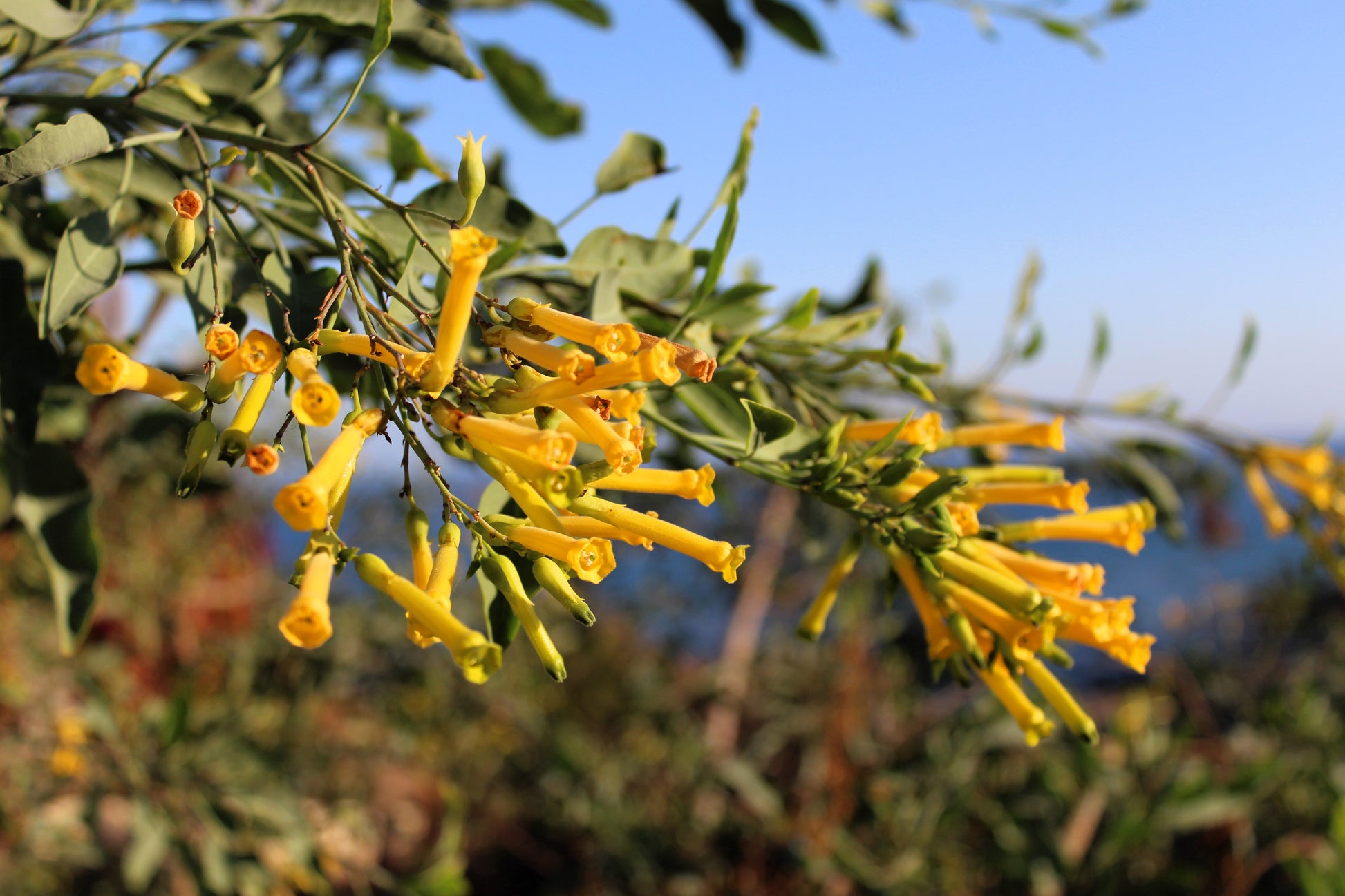 tobacco tree name Nicotiana glauca, Tobacco, Southwest Desert Flora 250 TREE TOBACCO Nicotiana Glauca