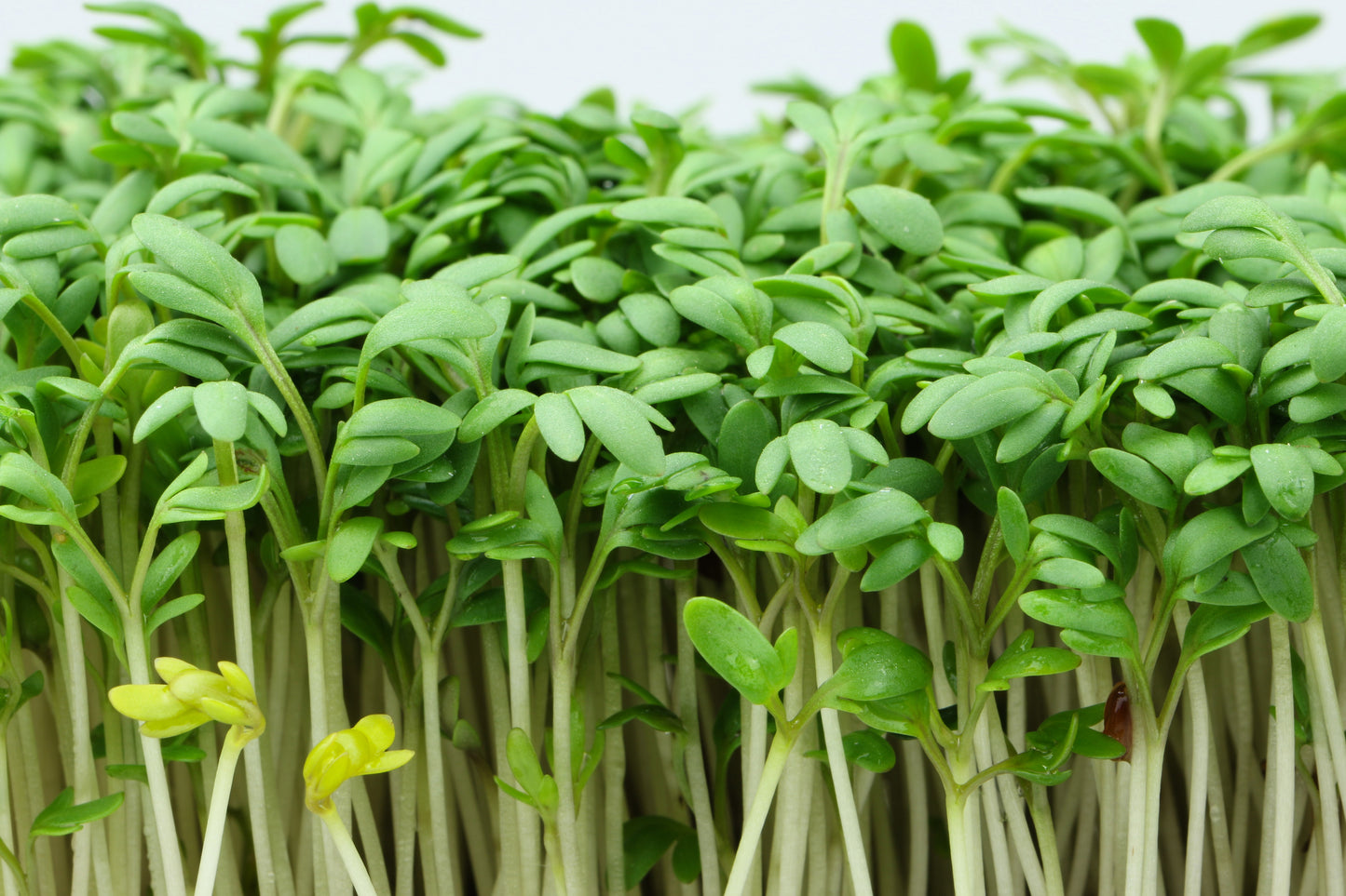 1000 Fine Curled PEPPERGRASS / PEPPERCRESS / WATERCRESS Lepidium Sativum Greens Sprouts Vegetable Sprouting Seeds