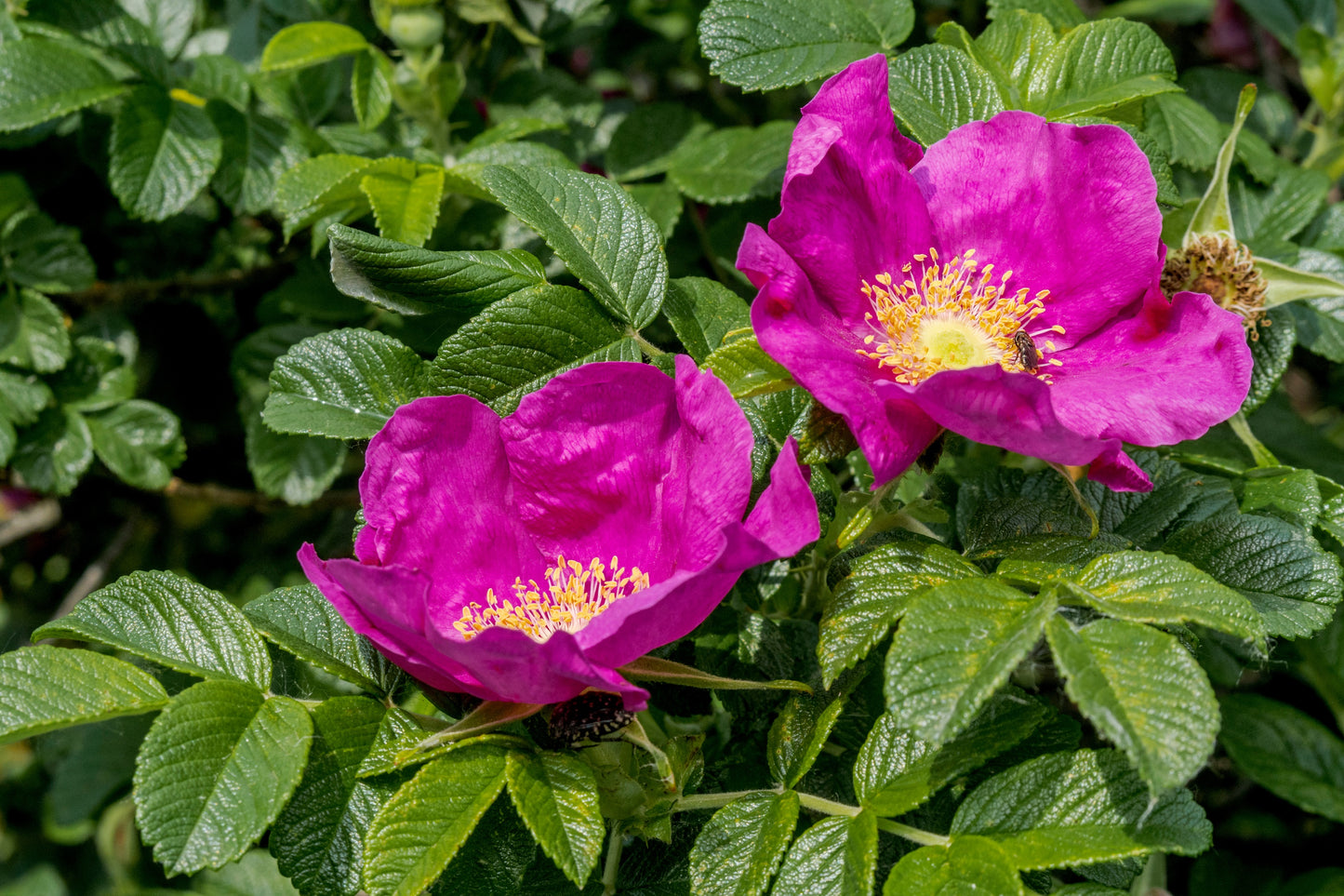 30 JAPANESE RED ROSE Bush Rosa Rugosa Rubra Rugrose Fragrant Flower Seeds