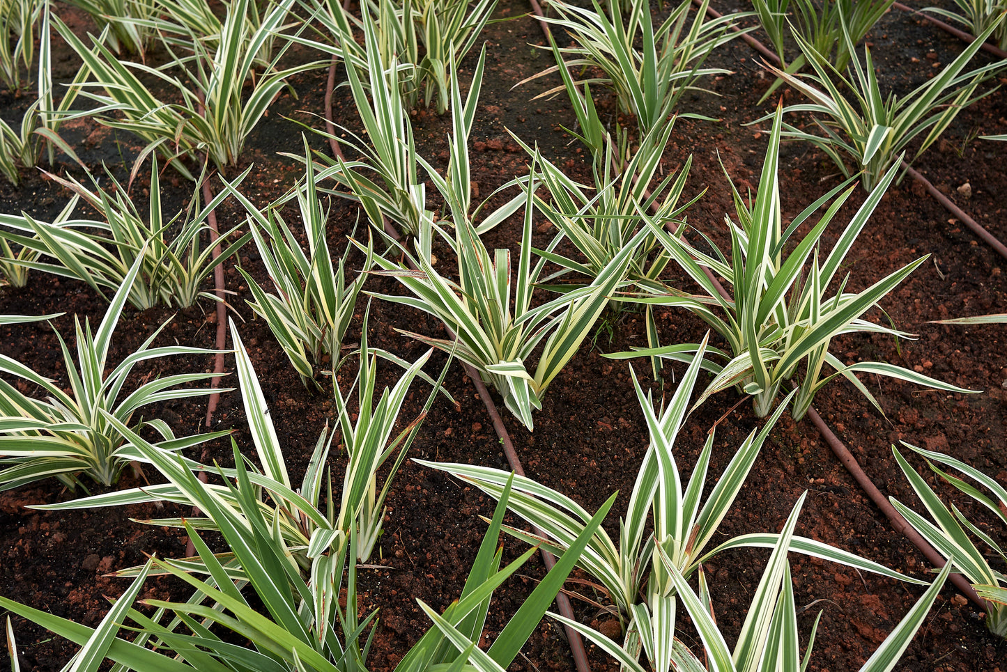 10 Variegated NEW ZEALAND FLAX Phormium Tenax Variegatum Ornamental Grass Flower Seeds