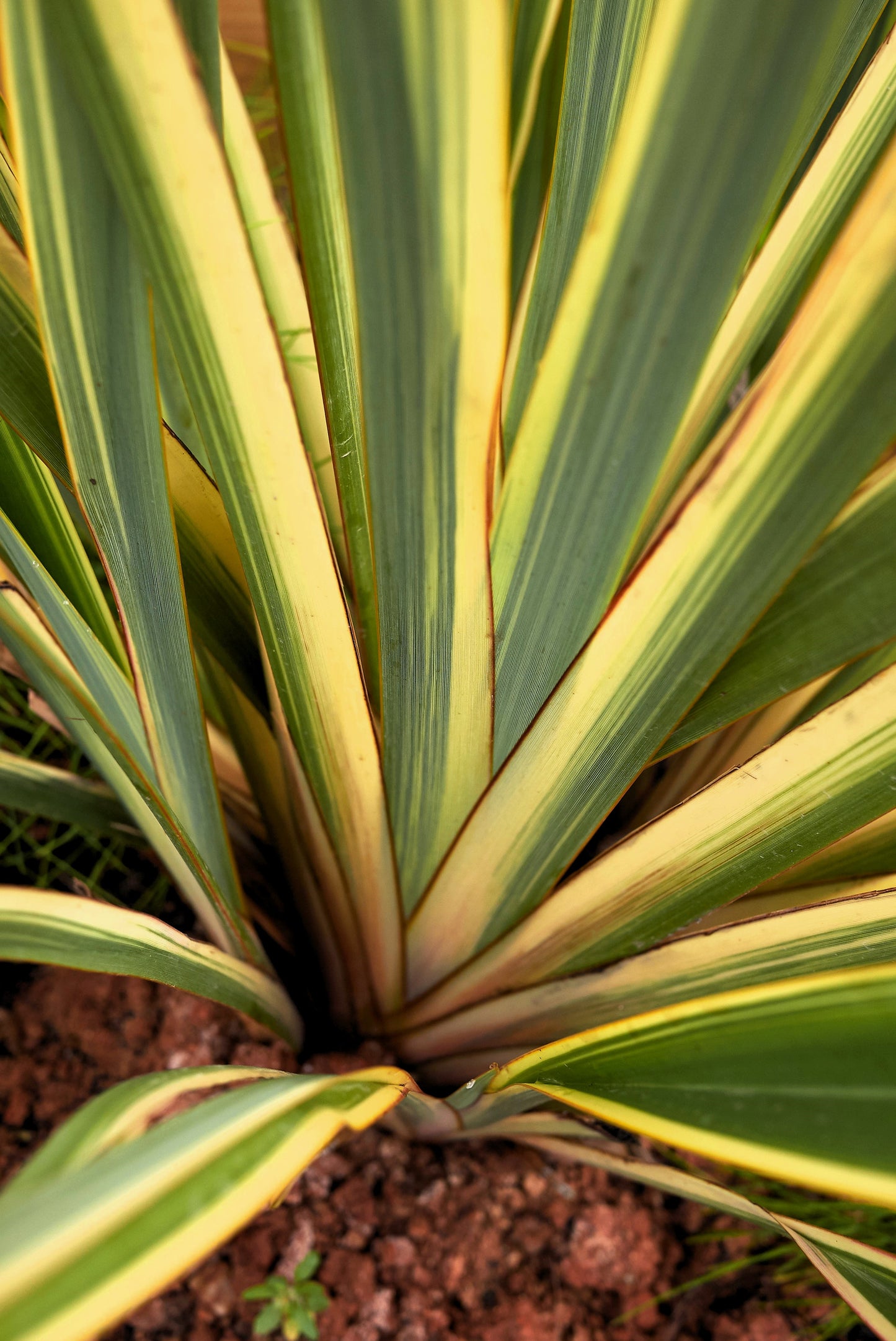 10 Variegated NEW ZEALAND FLAX Phormium Tenax Variegatum Ornamental Grass Flower Seeds