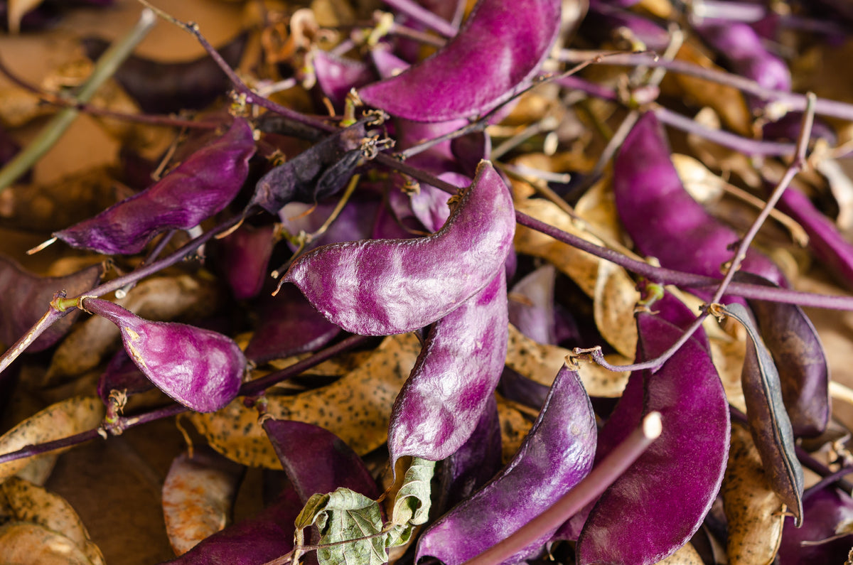 10 Ruby Moon HYACINTH BEAN Lablab Purpureus Blue Purple White Flower Ornamental Vine Seeds