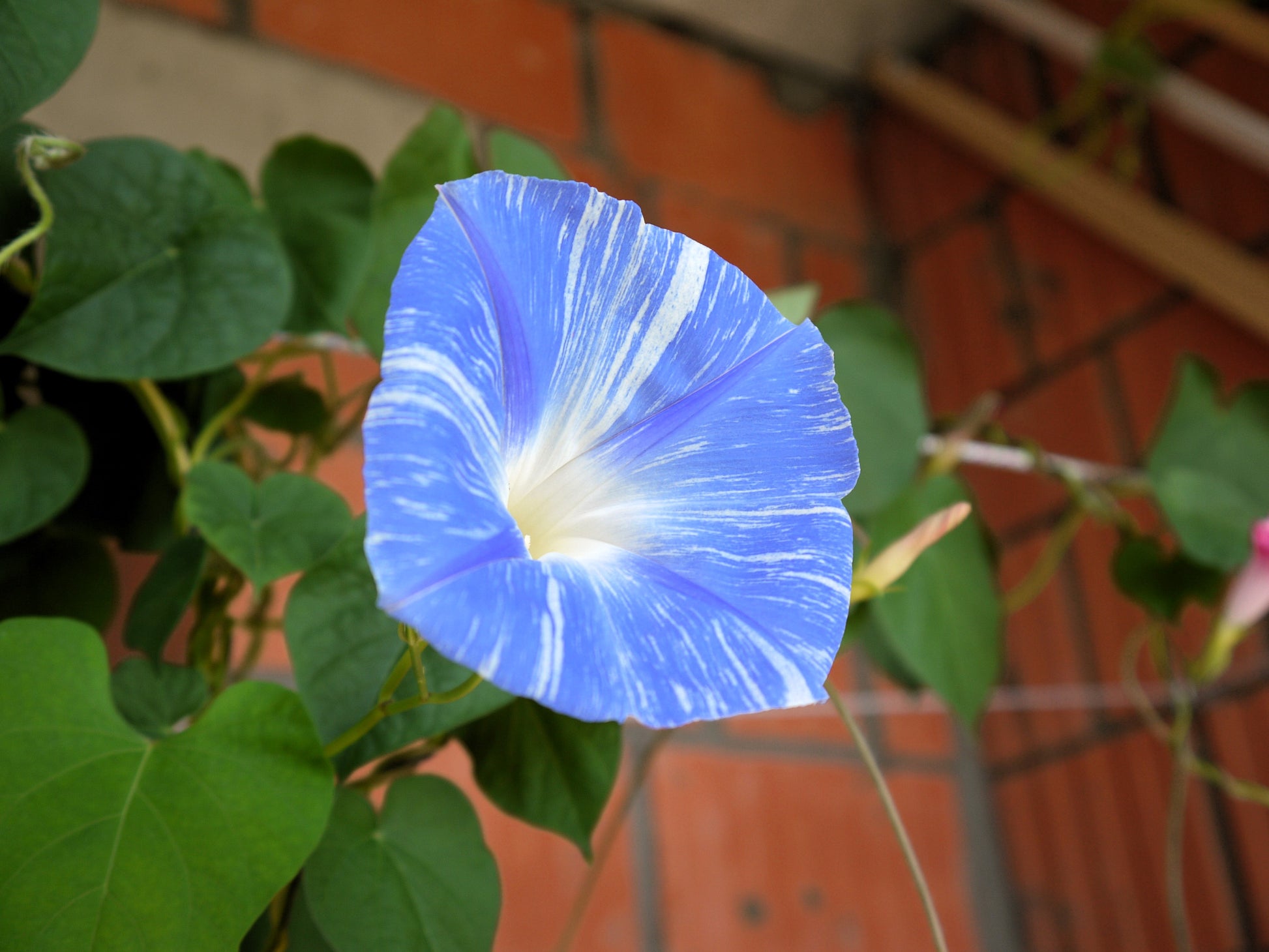 flying saucer plant 50 Blue & White FLYING Saucers MORNING GLORY Flower Vine Ipomoea Purpurea Seeds