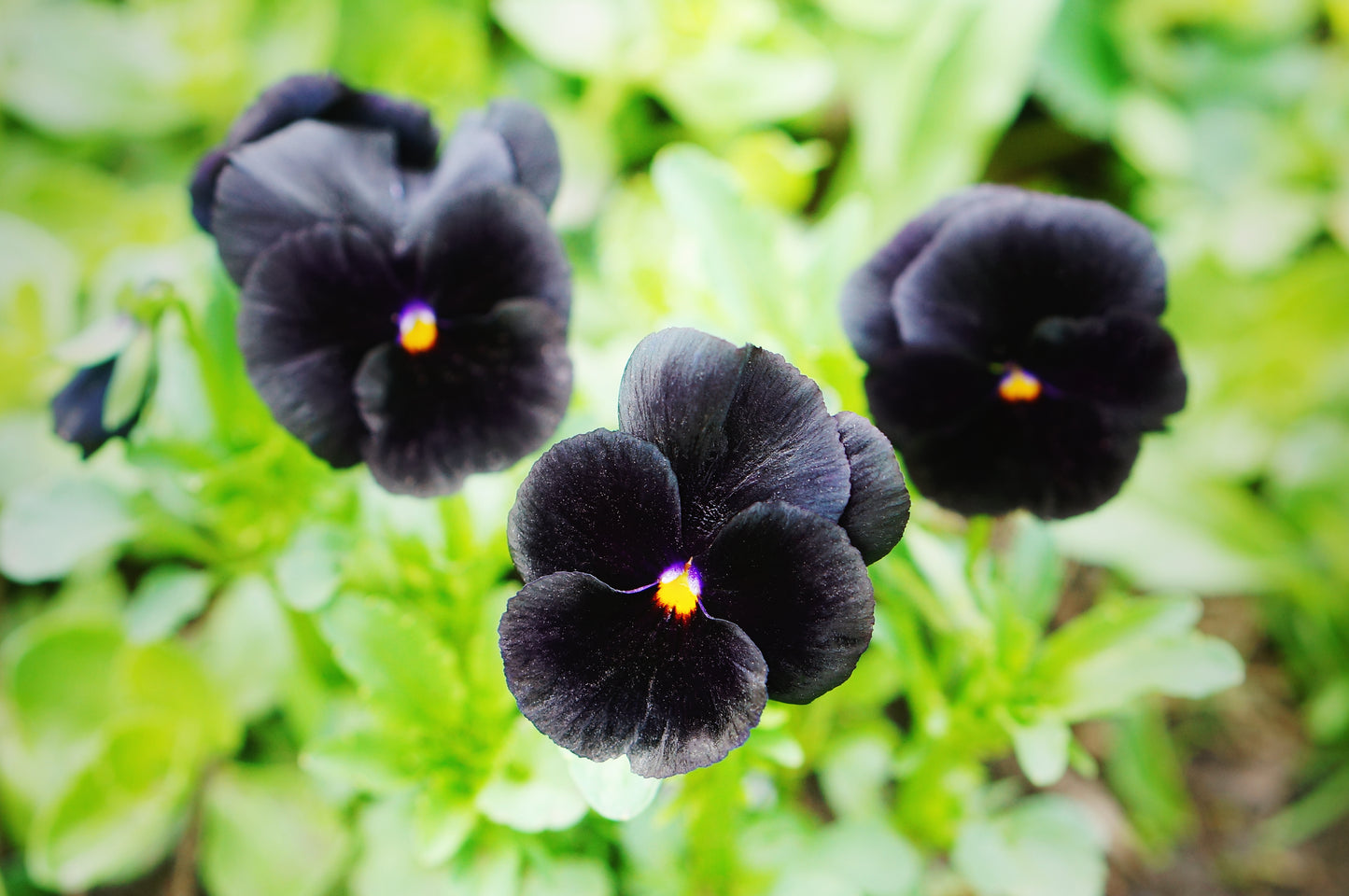 50 BLACK PANSY Clear Crystals Viola Wittrockiana Flower Seeds