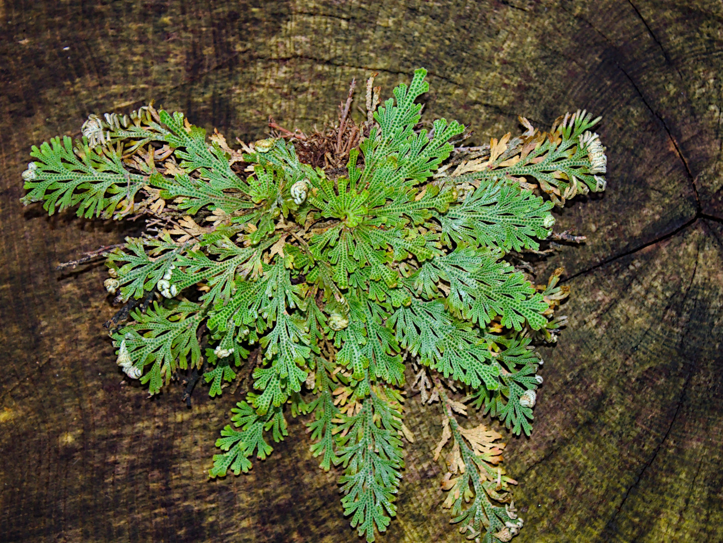 Live RESURRECTION PLANT Rose of Jericho Dinosaur Fern Miracle Air Houseplant