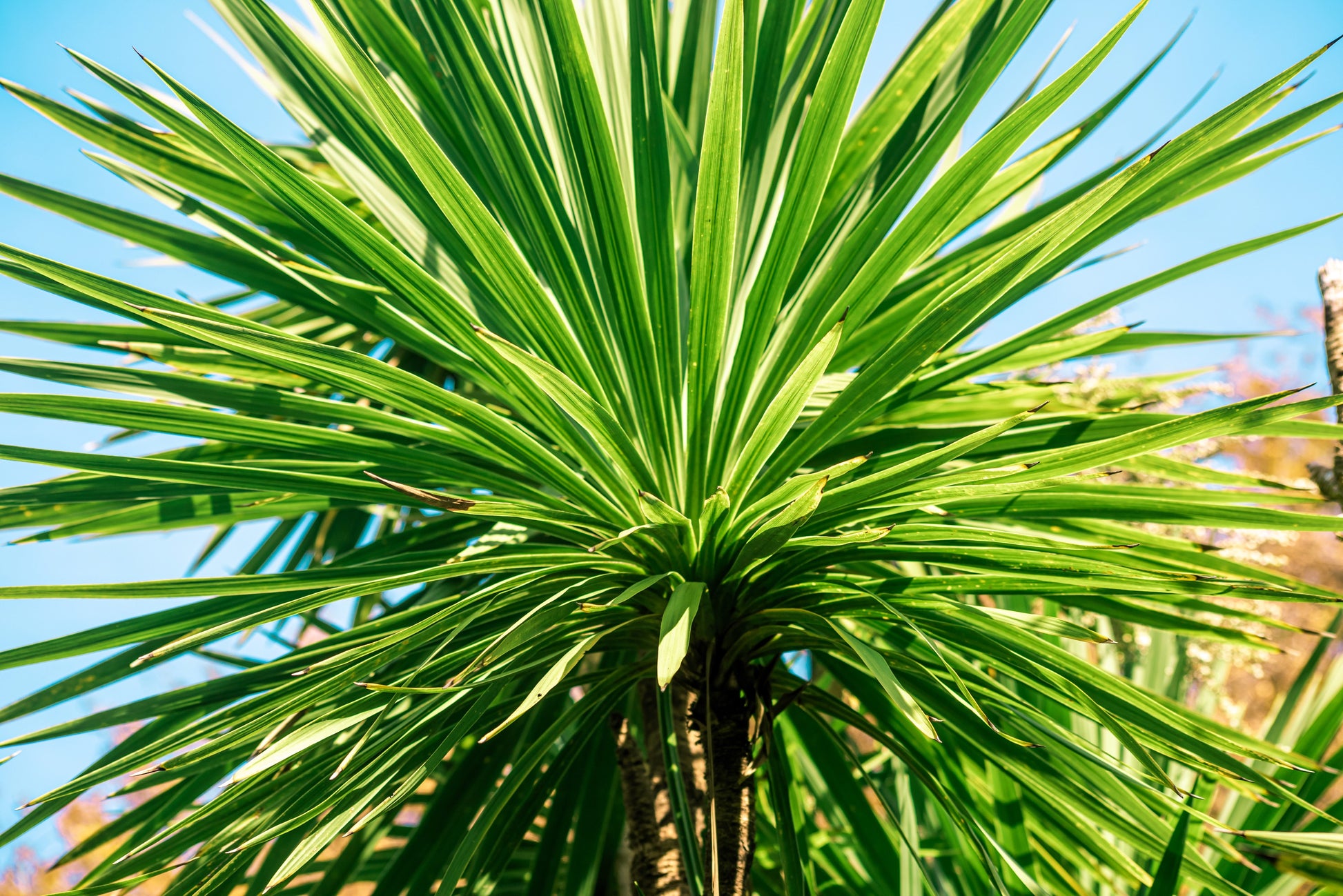 cabbage palm house plant 50 CABBAGE PALM / GIANT DRACAENA Australis Cordyline Tree Houseplant Seeds