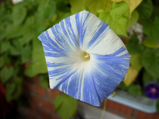 50 Blue & White FLYING Saucers MORNING GLORY Flower Vine Ipomoea Purpurea Seeds
