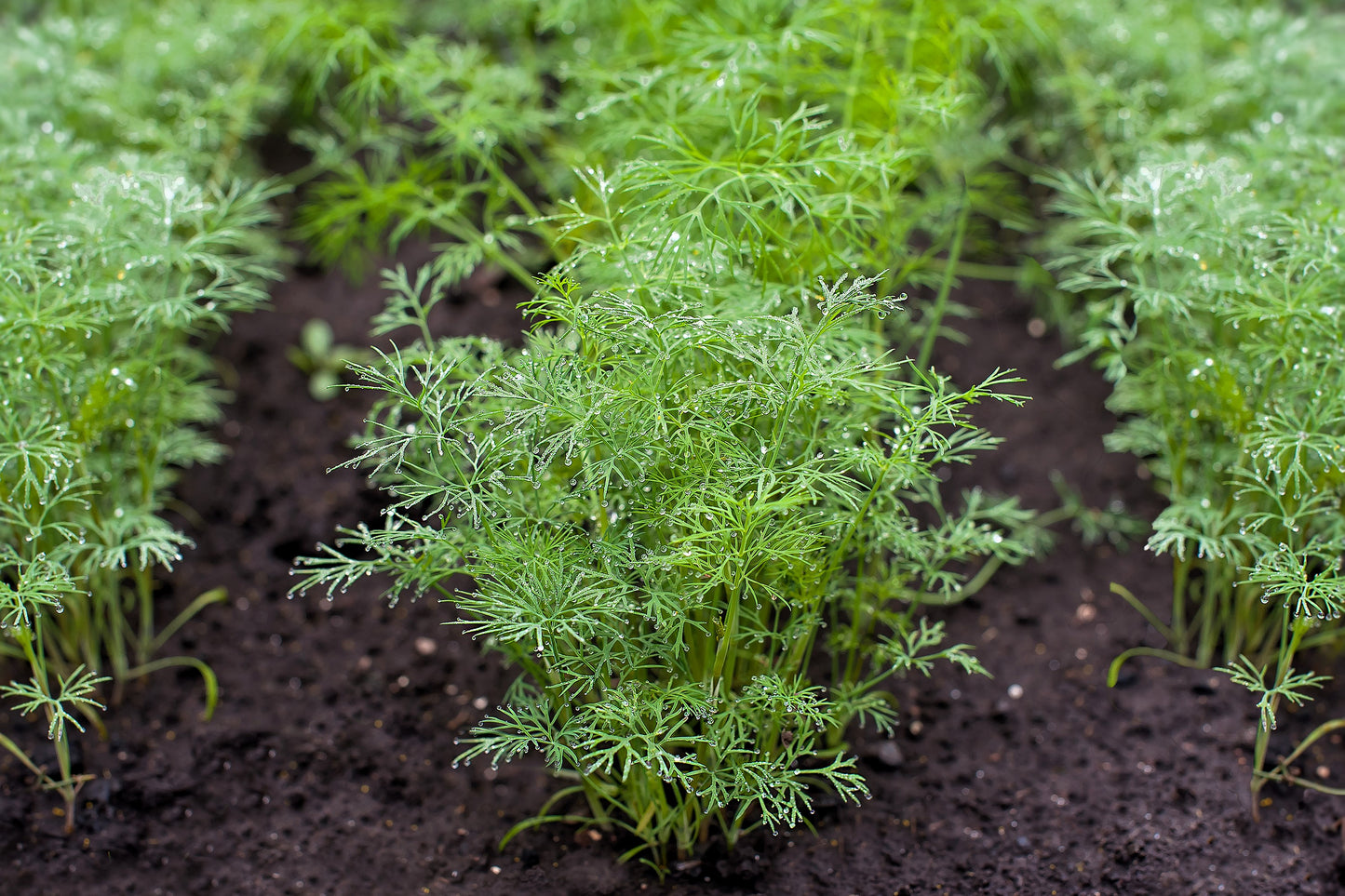 1500 DUKAT DILL Anethum Graveolens Sweet Heirloom European Herb Vegetable Seeds