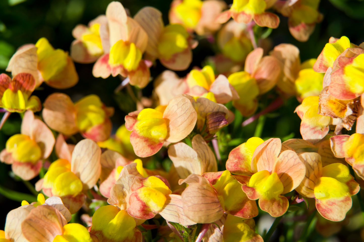 2000 BABY SNAPDRAGON Toadflax Linaria Maroccana Flower Seeds