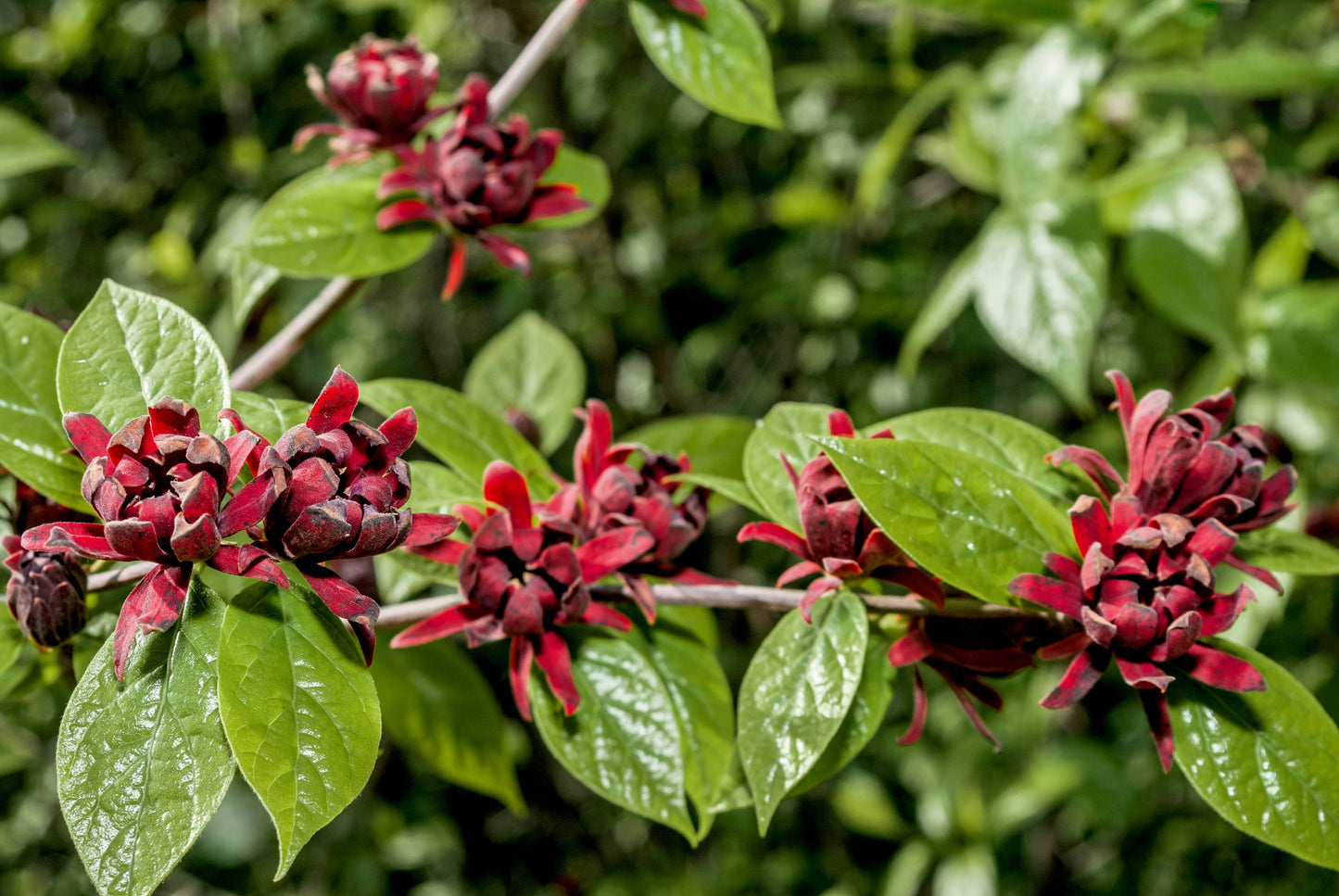 10 SWEETSHRUB Carolina Allspice Fragrant Calycanthus Floridus Shrub Flower Seeds