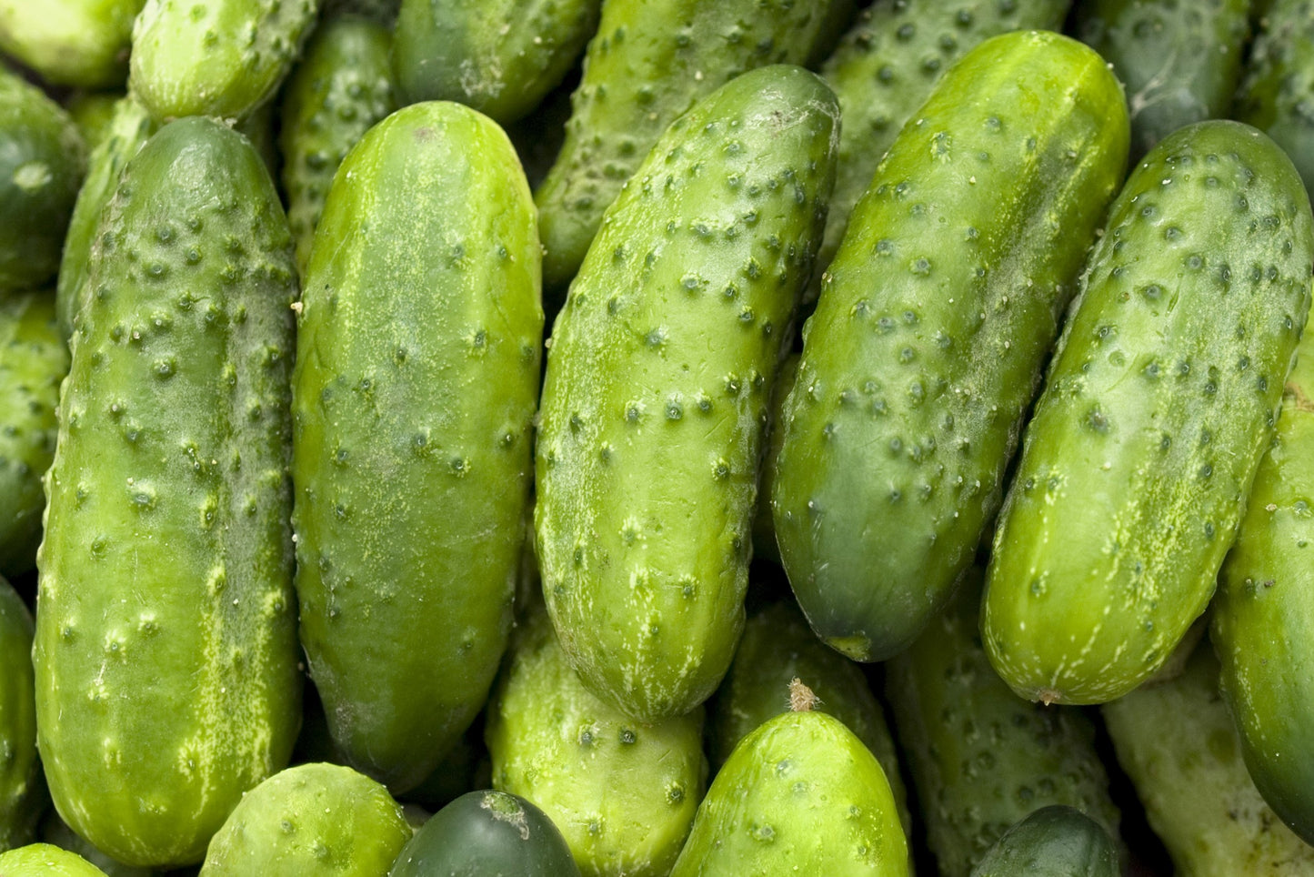 150 BOSTON PICKLING CUCUMBER Heirloom Cucumis Sativus Fruit Vegetable Seeds