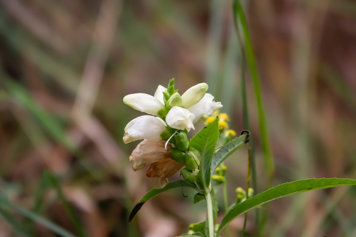 50 WHITE TURTLEHEAD Chelone Glabra Flower Seeds