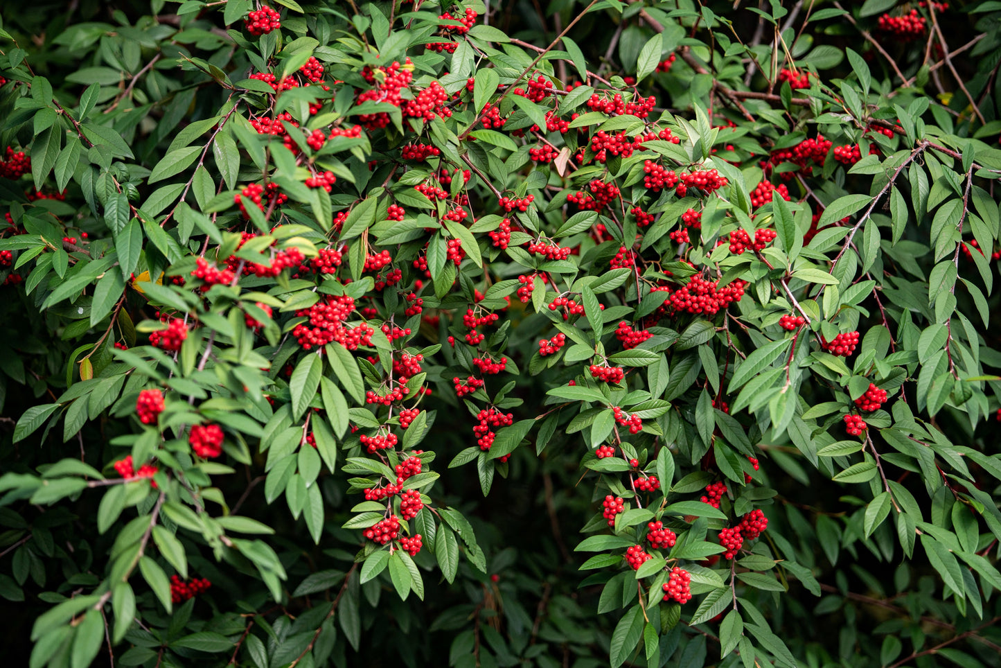 100 RED ELDERBERRY Sambucus Racemosa Scarlet Mountain Elder Bunchberry Tree Shrub Fruit Berry Seeds