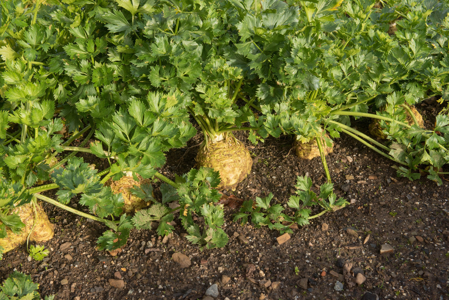 500 GIANT PRAGUE CELERIAC Apium Graveolens Celery Root Vegetable Seeds