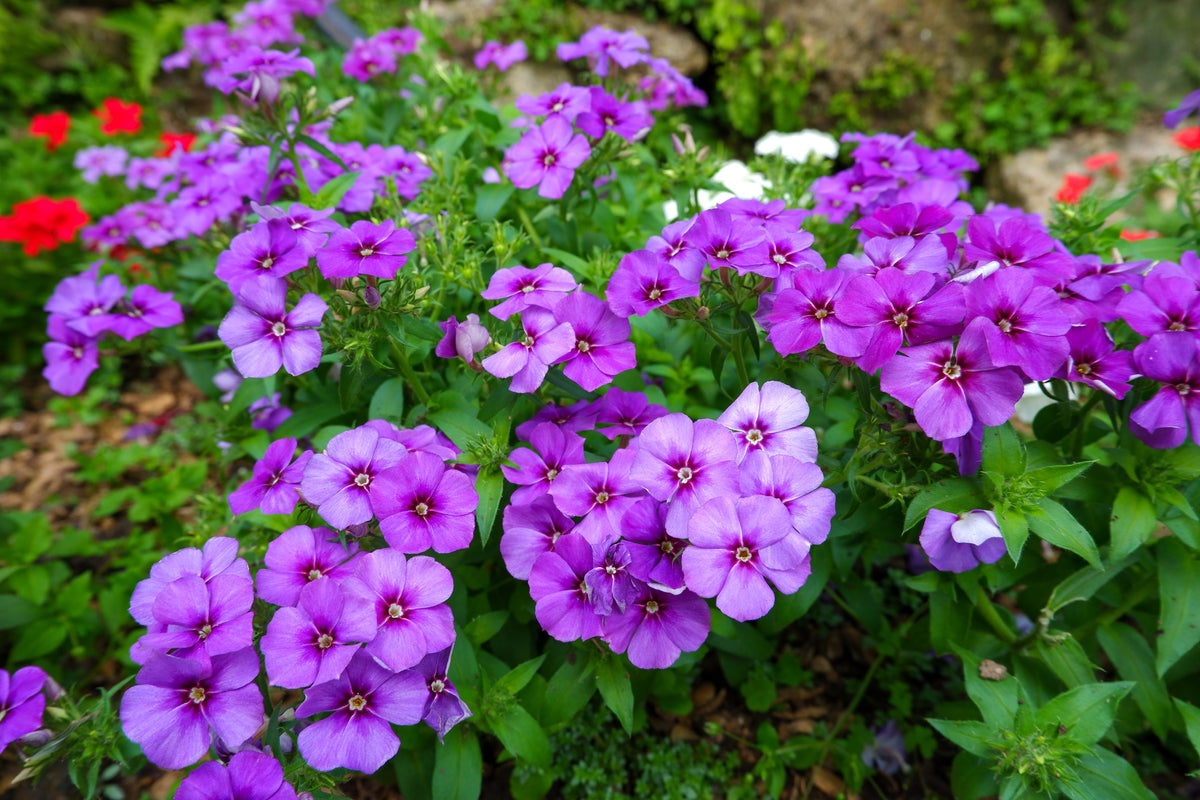 100 Mixed Colors DRUMMOND PHLOX MIX Pink, Red, White, Purple Phlox Drummondii Flower Seeds