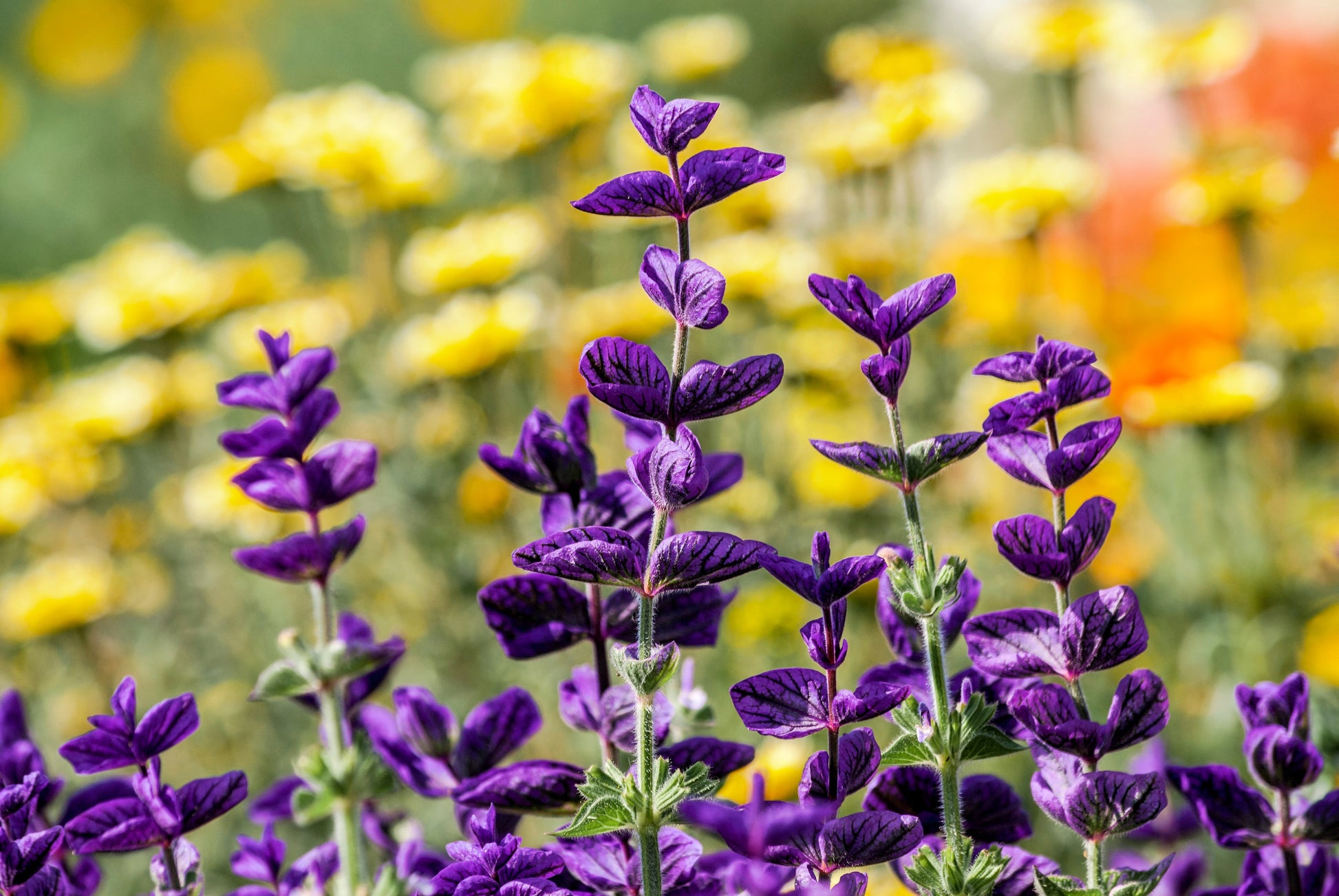 lavender sage seeds 50 BLUE Monday CLARY SAGE Salvia Viridis Horminum Herb Flower Seeds