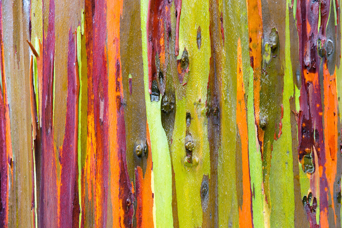 50 RAINBOW EUCALYPTUS Deglupta Gum Multicolor Bark Tree Seeds