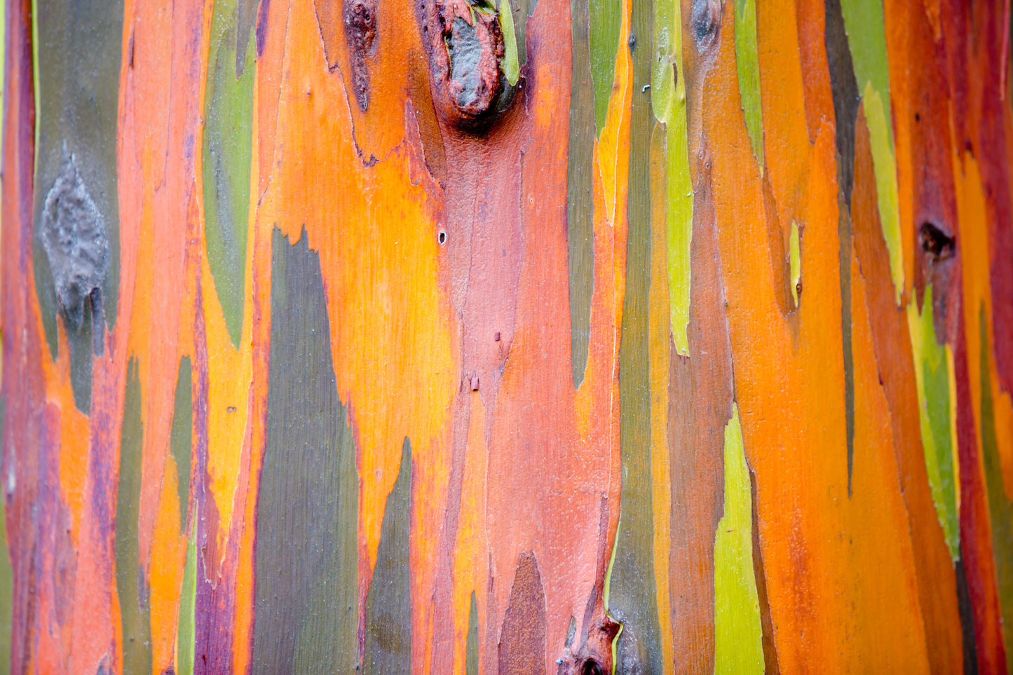 50 RAINBOW EUCALYPTUS Deglupta Gum Multicolor Bark Tree Seeds