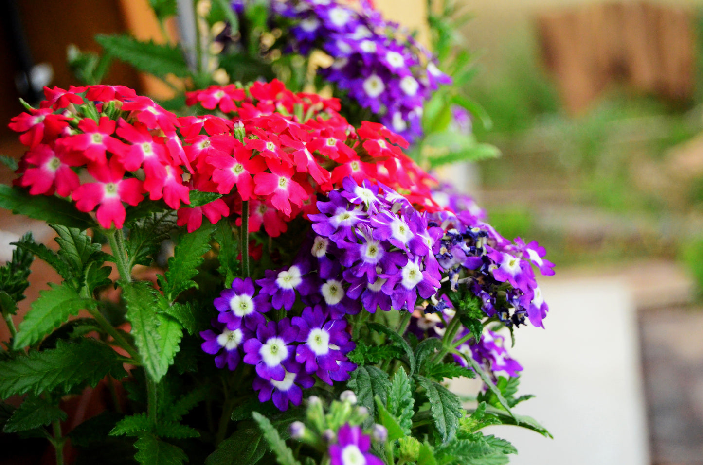 100 MIXED COLORS VERBENA Hybrida Compacta Flower Seeds