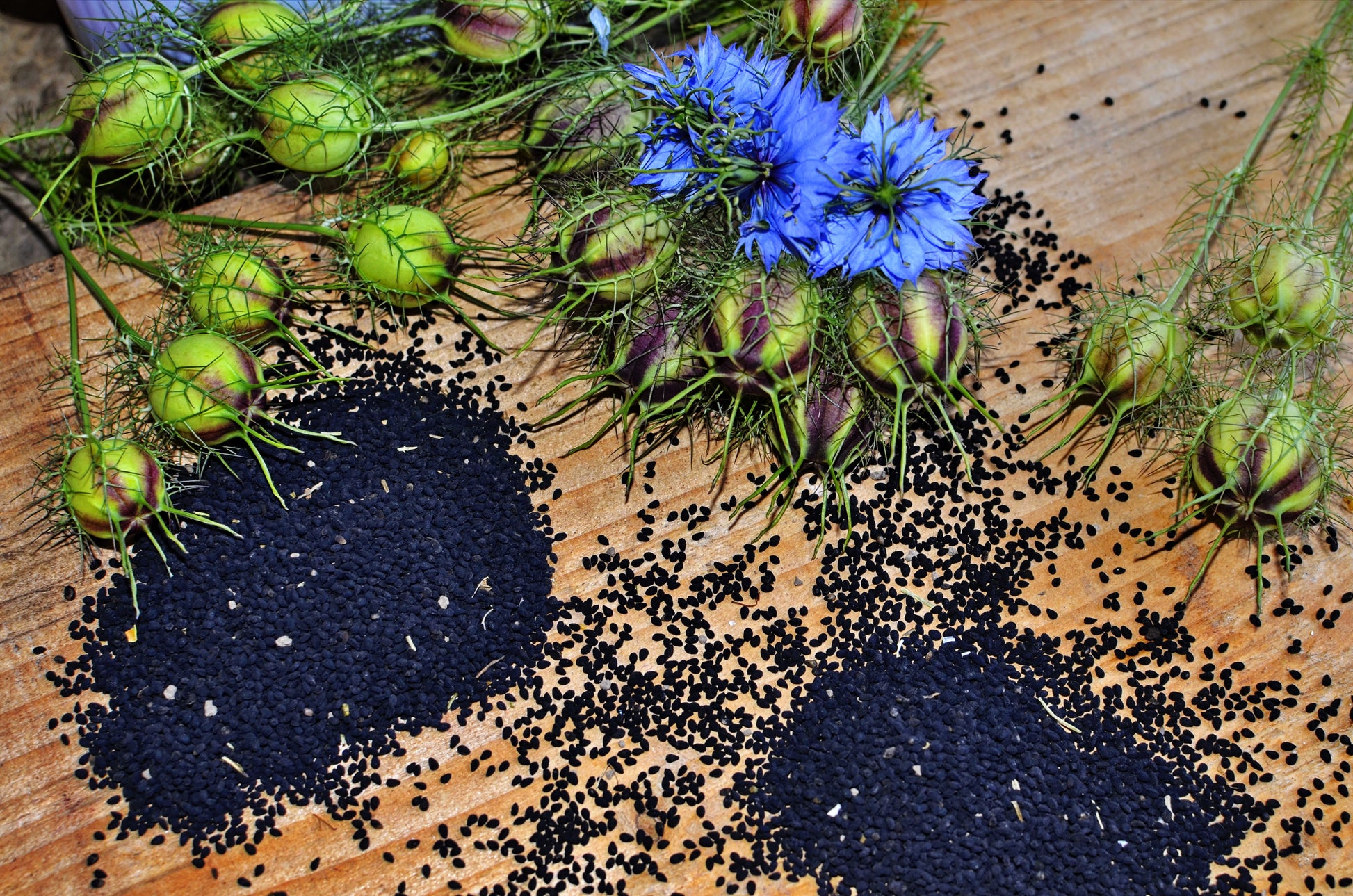 cumin seed flower 150 NIGELLA Sativa BLACK CUMIN Spice Black Caraway Fennel Flower Herb – Seedville USA