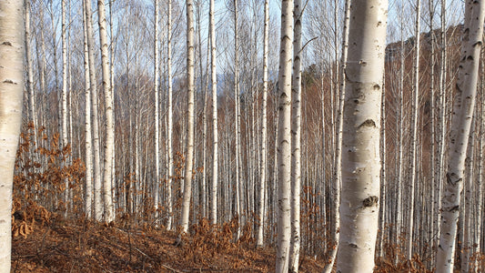 100 WHITE Japanese BIRCH TREE Betula Platyphylla Japonica Seeds