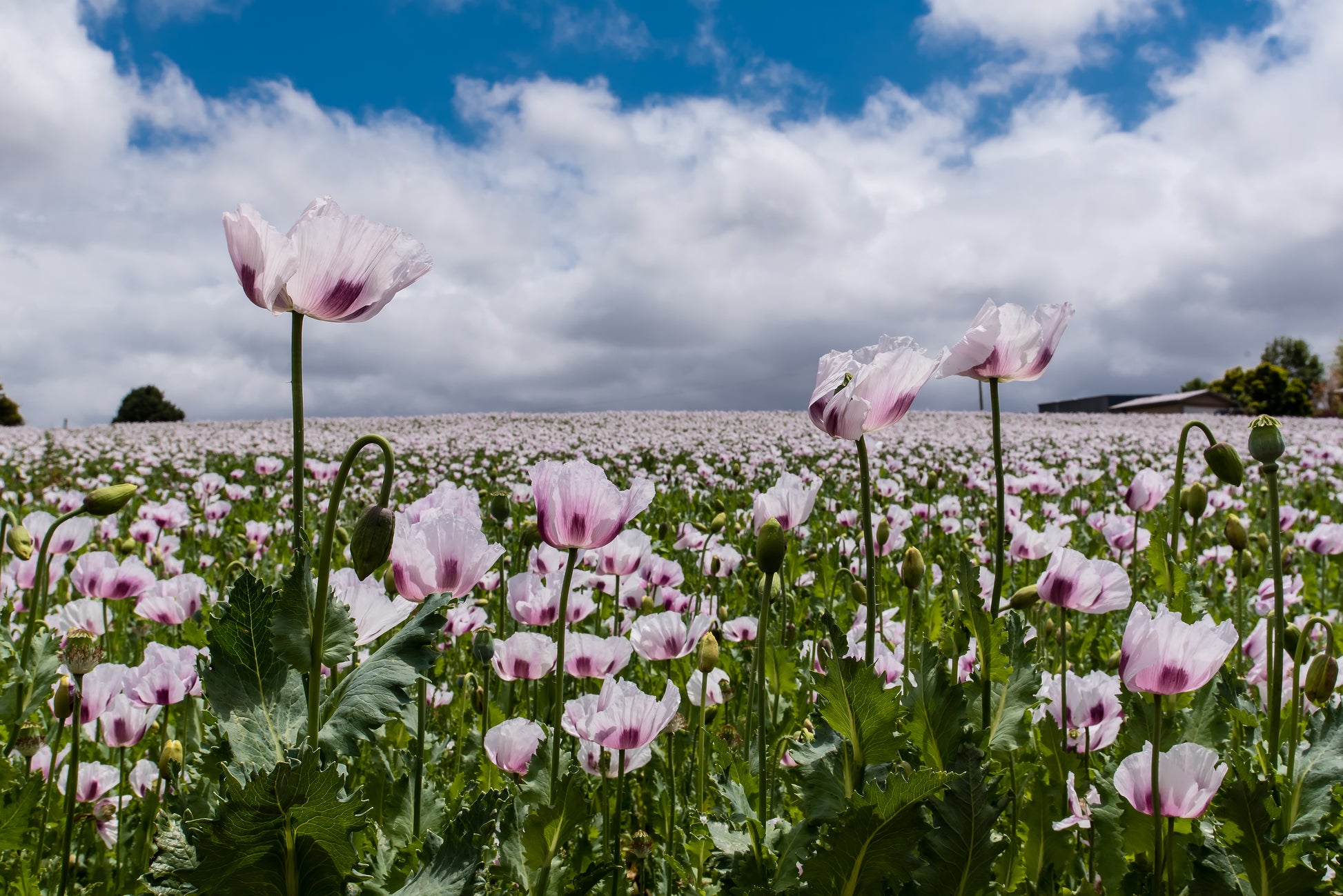 flower seeds tasmania 350 TASMANIAN Purple & White POPPY Papaver Somniferum Flower Seeds – Seedville USA