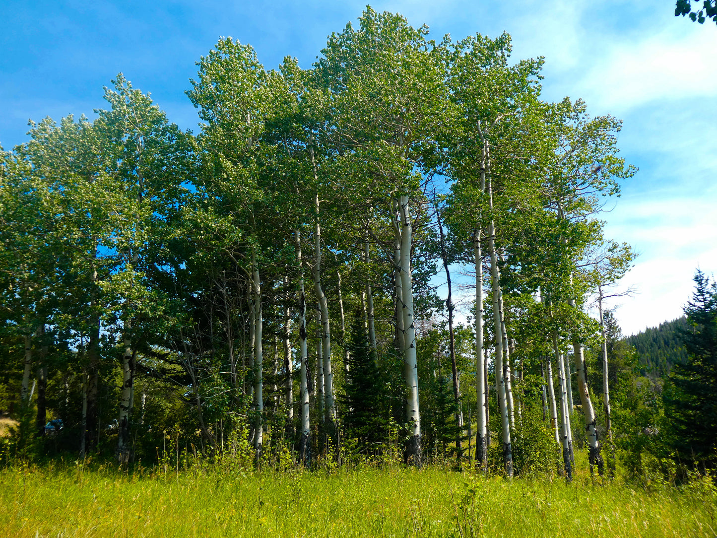 50 Golden QUAKING ASPEN TREE Populus Tremuloides White Bark Yellow Fall Cold Hardy Seeds