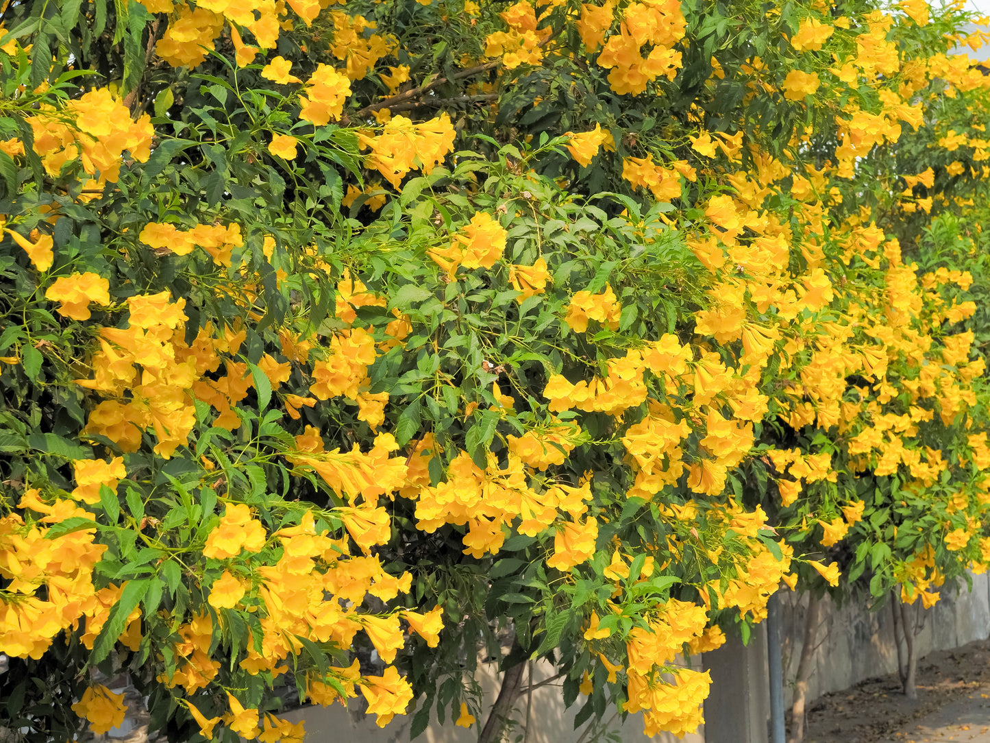 10 TECOMA STANS (Yellow Trumpetbush / Yellow Bells / Yellow Elder / Esperanza) Flower Shrub Bush Seeds