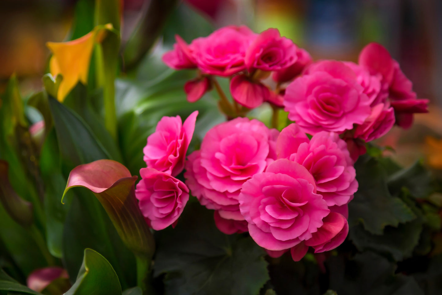 10 BRIGHT PINK DOUBLE BEGONIA Tuberosa Tuberous Begonia Shade Flower Seeds